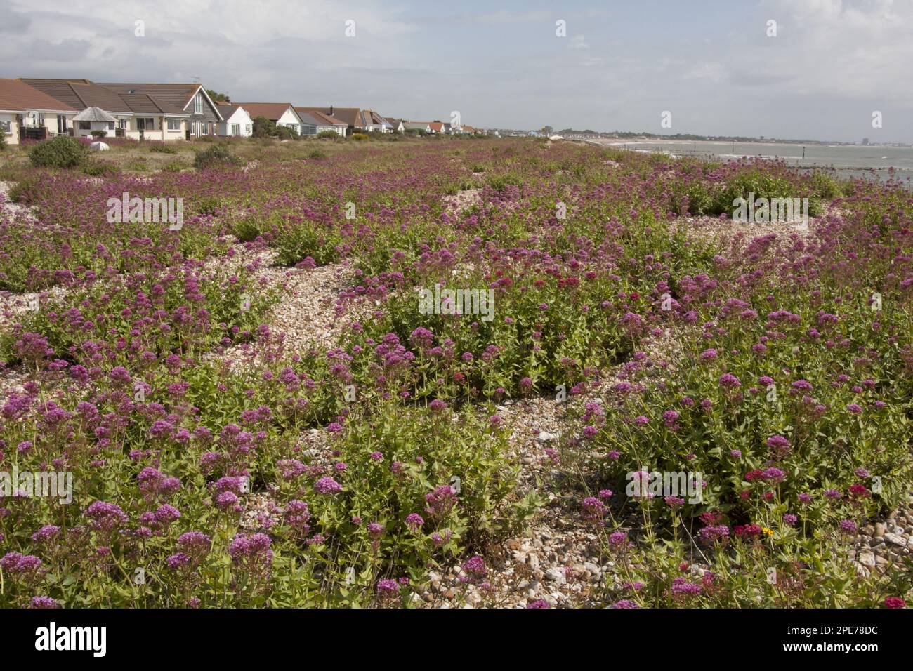 Roter Baldrian (Centranthus ruber) führte eingebürgerte Arten ein, die blühende Masse wuchs in Kieselstrand Habitat, Pagham Beach, Pagham, West Stockfoto