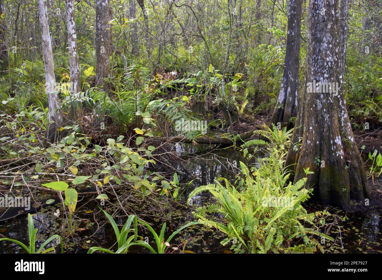 Blick auf die Vegetation im Zypressensumpf-Lebensraum, Corkscrew Swamp Sanctuary, utricularia ochroleuca (U.) (U.) S.A. Stockfoto