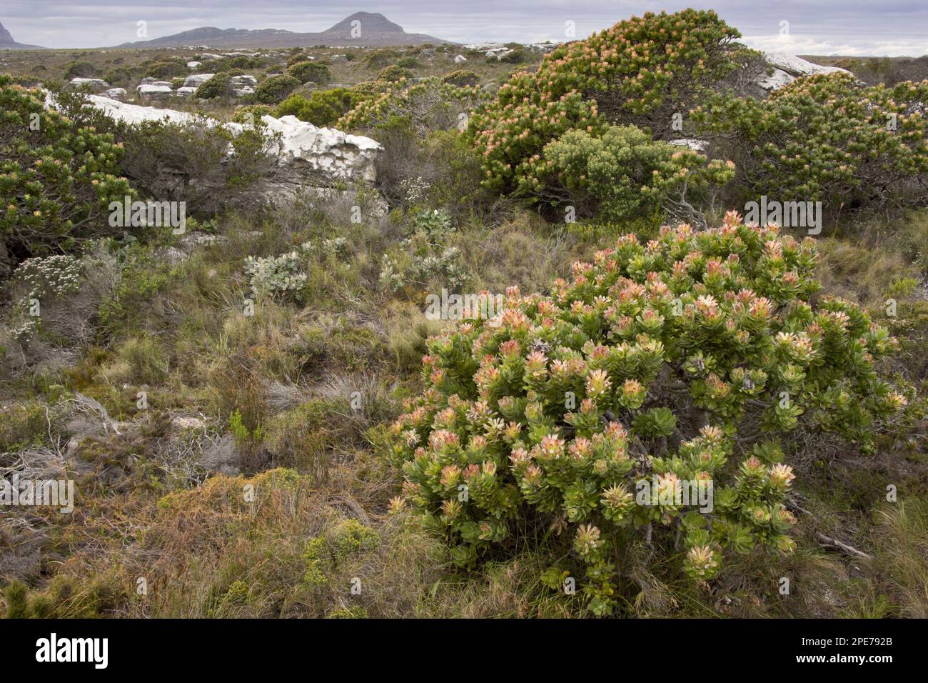 Blühende Gemeine Pagode (Mimetes cucullatus), in Fynbos-Lebensraum, Tafelberg N. P. Provinz Westkap, Südafrika Stockfoto