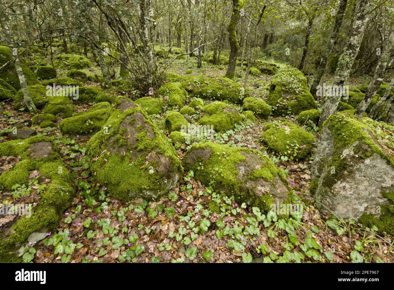 Offene Wälder mit moosbedeckten Felsen und blühende Repand Cyclamen (Cyclamen Repandum) auf Basaltplateau, Giara di Gesturi, Sardinien, Italien Stockfoto