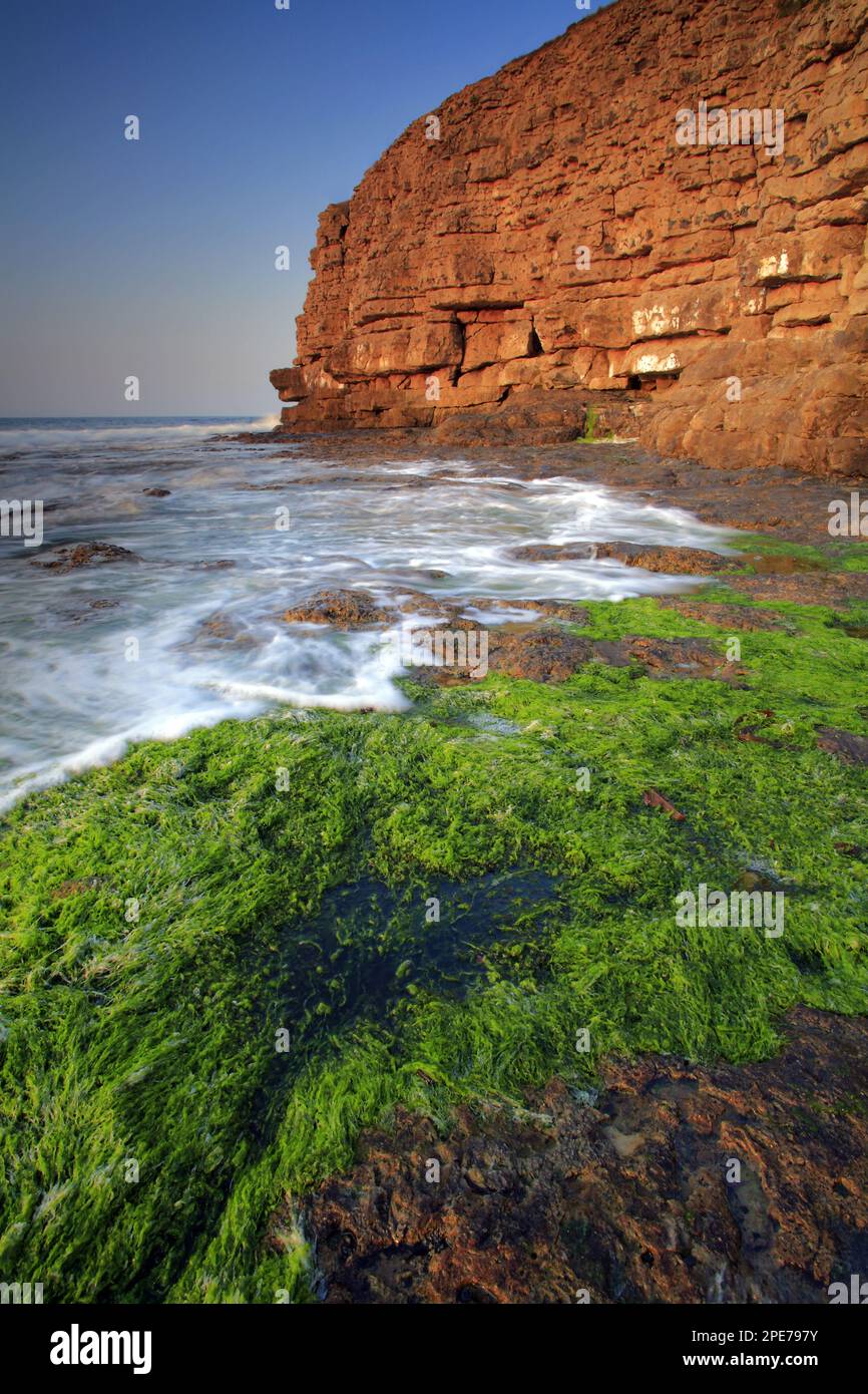 Blick auf Algen am felsigen Strand und alten Steinbruch auf Klippen bei Sonnenaufgang, Winspit Bay, in der Nähe von Worth Matravers, Isle of Purbeck, Dorset, England, Vereinigtes Königreich Stockfoto