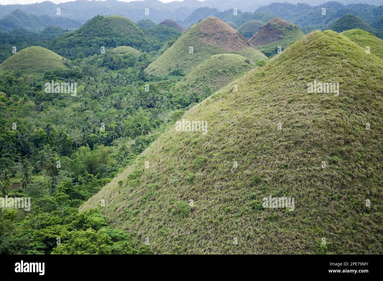 Kegelförmige Karsthügel mit Gras bedecktem Kalkstein, Chocolate Hills, Bohol Island, Philippinen Stockfoto