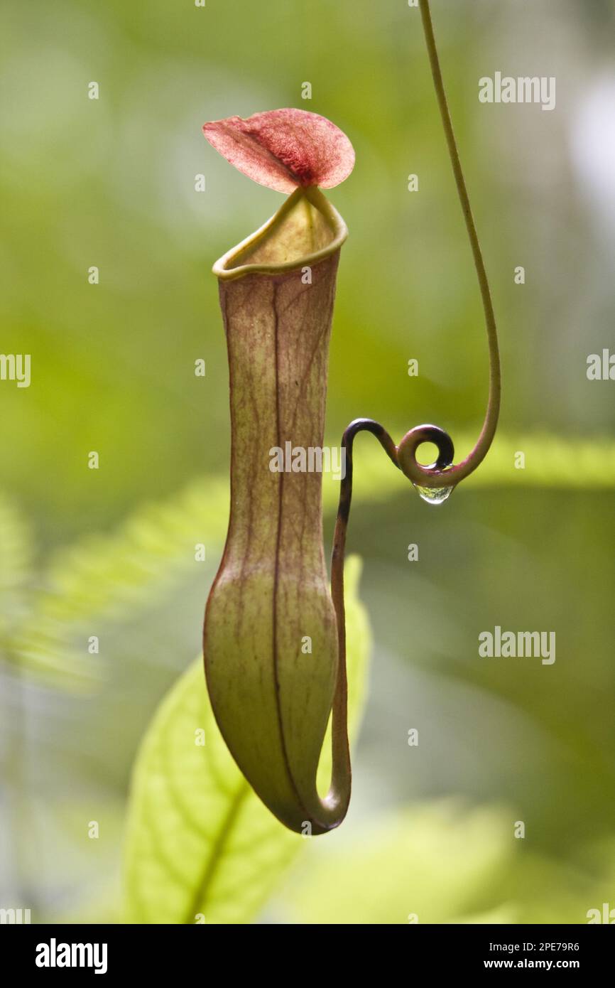 Nepenthes madagascariensis (Nepenthes destillatoria) (Nepenthes destillatoria), Produktfamilie der Pitcher-Pflanzen sri lanka Stockfoto