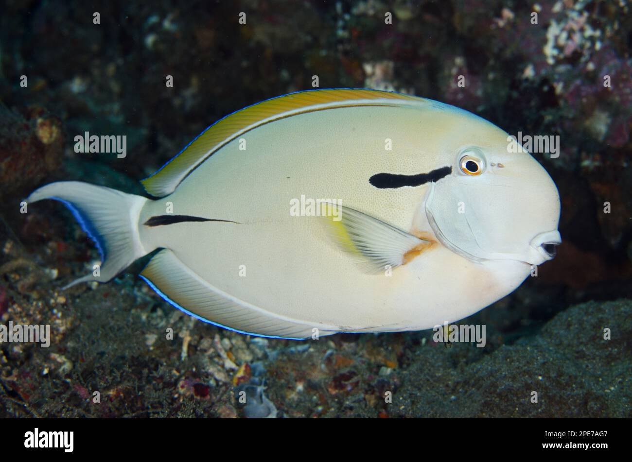 Epilette Surgeonfish (Acanthurus nigricauda) adult, Candidasa, Bali, Lesser Sunda Islands, Indonesien Stockfoto