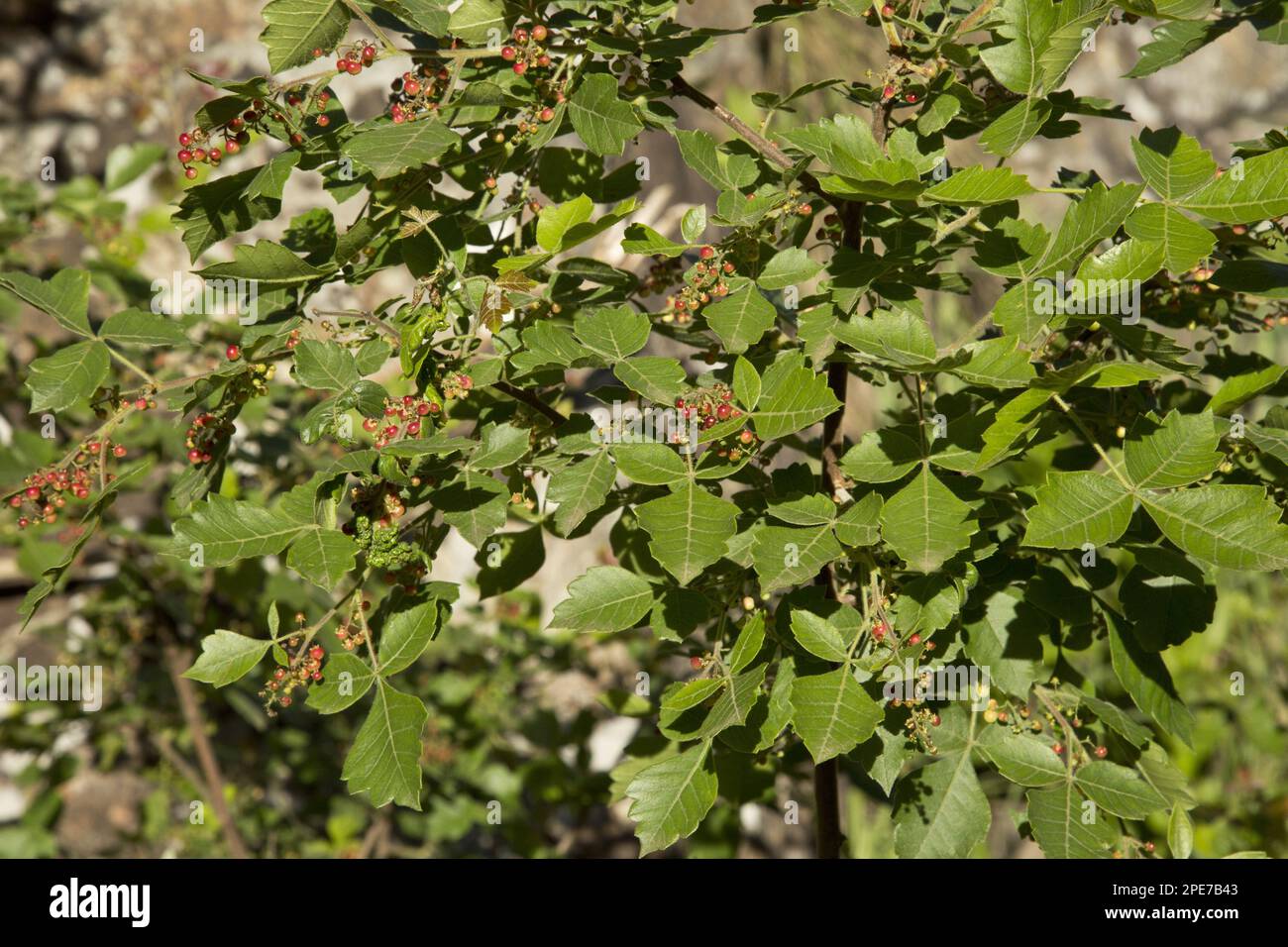 Nama-berry (Rhus dentata) aus der Nähe von Blättern und Früchten, Royal Natal N. P. Drakensberg Mountains, KwaZulu-Natal, Südafrika Stockfoto