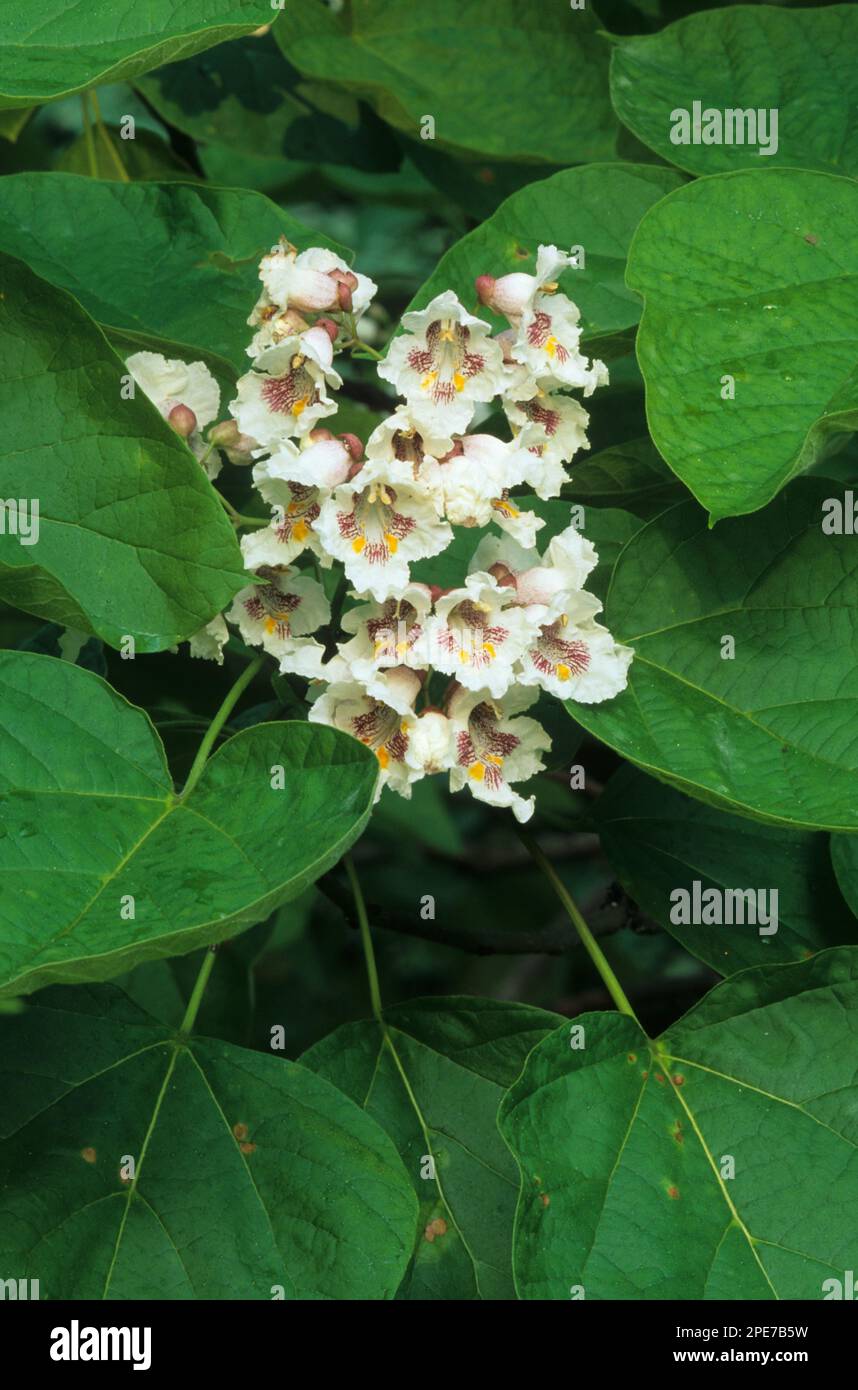 Nordkatalpa (Catalpa speciosa), Trompetenbaum-Familie, Nordkatalpa Nahaufnahme von (U.) S. A. Stockfoto