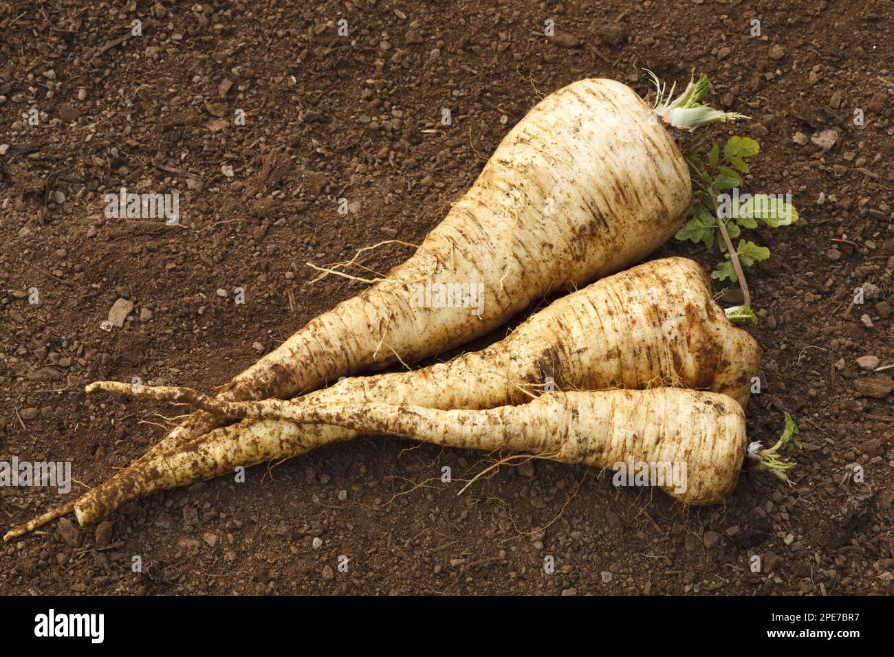 Pastinaca sativa, Sorte 'Javelin F1', frisch gegrabene Wurzeln, Powys, Wales, Vereinigtes Königreich Stockfoto