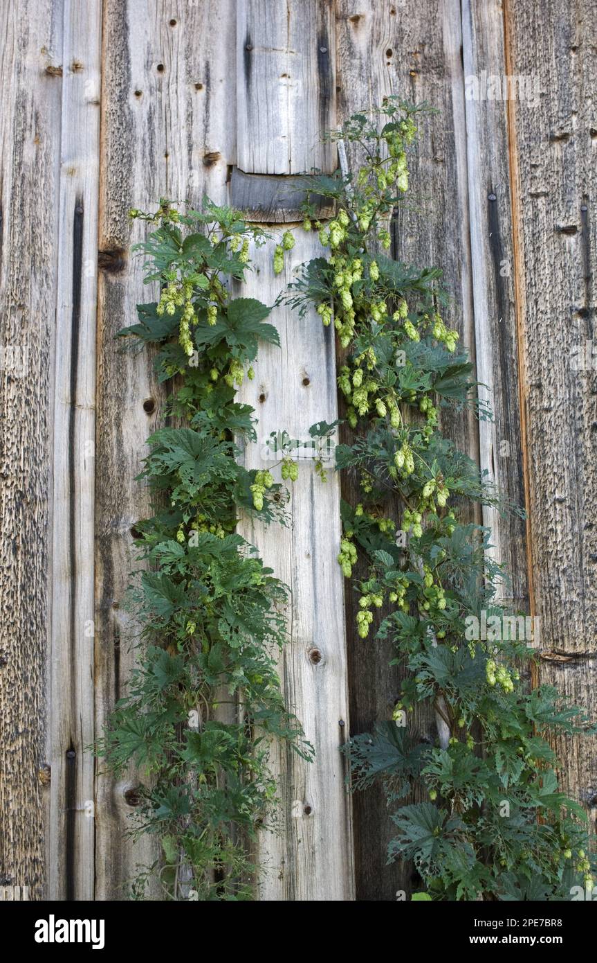 Gemeiner Hopfen (Humulus lupulus), der in einer hölzernen Scheune in Schweden wächst Stockfoto