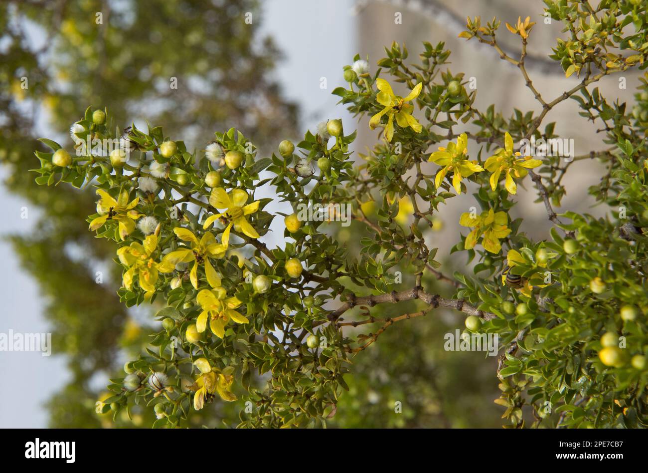 Creosote Bush (Larrea tridentata): Blumen aus nächster Nähe, Big Bend N. P. Chihuahuan Desert, Texas (U.) S.A. Stockfoto