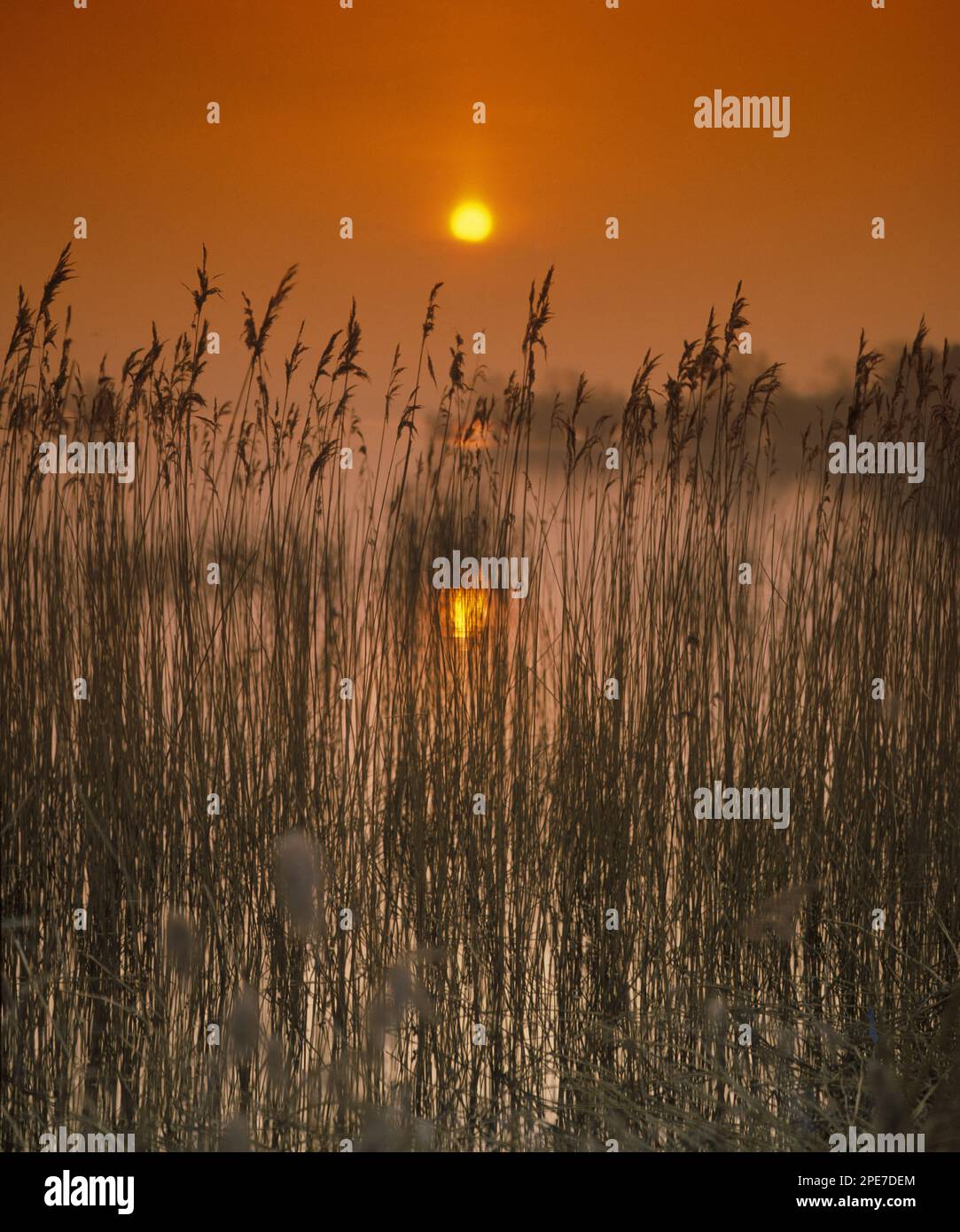 Sonnenuntergang über dem Reedbed am Rand des Reservoirs, Chew Valley Lake, Chew Valley, Somerset, England, Vereinigtes Königreich Stockfoto