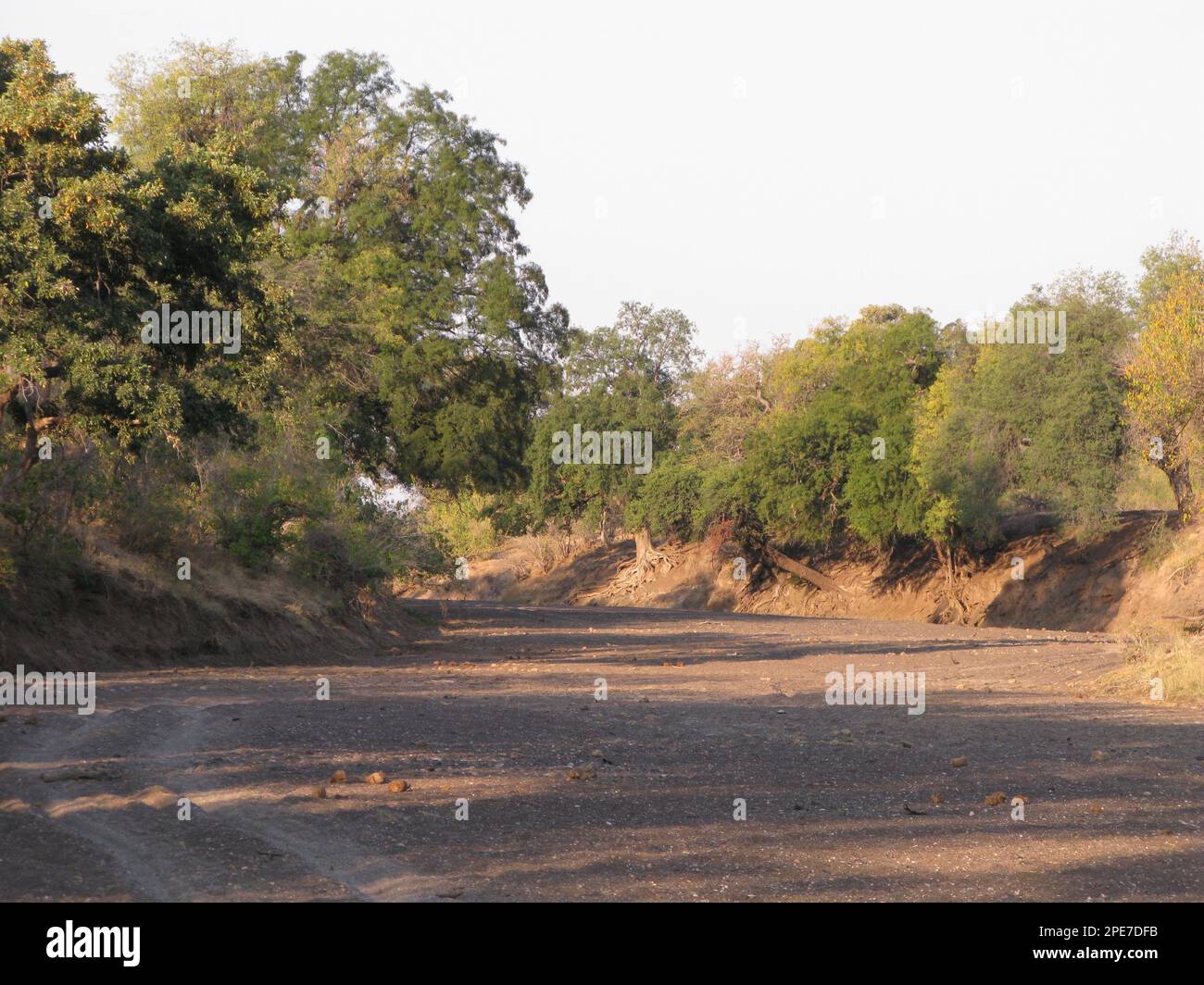 Trockenes Flussbett eines saisonalen Flusses, Mashatu Game Reserve, Tuli Block, Botsuana Stockfoto