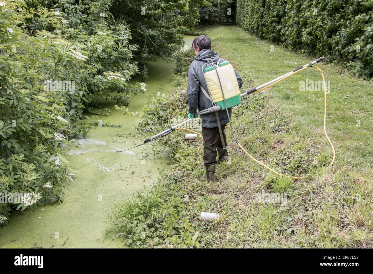 Sprühen mit chemischem Unkrautvernichter zur Beseitigung von Entenkraut, einer sich schnell ausbreitenden Wasserpflanze, die Teiche von Sauerstoff beraubt Stockfoto