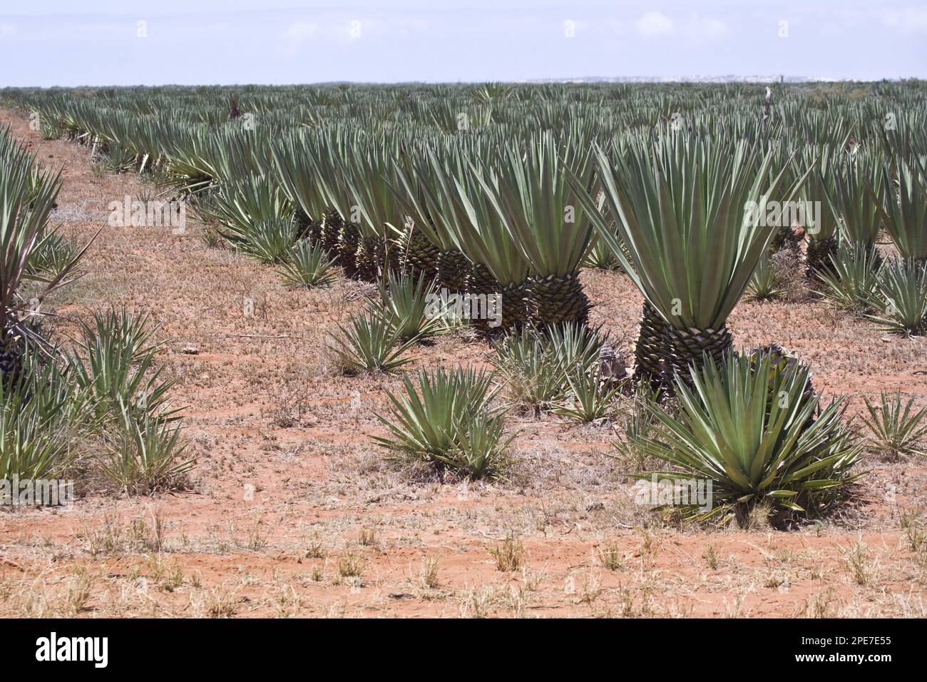Sisal (Agave Sisalana) ist eine Sisal, die eine steife Faser ergibt, die  traditionell fr die Herstellung von Garn und Seilen verwendet wird,  Madagaskar Stockfotografie - Alamy