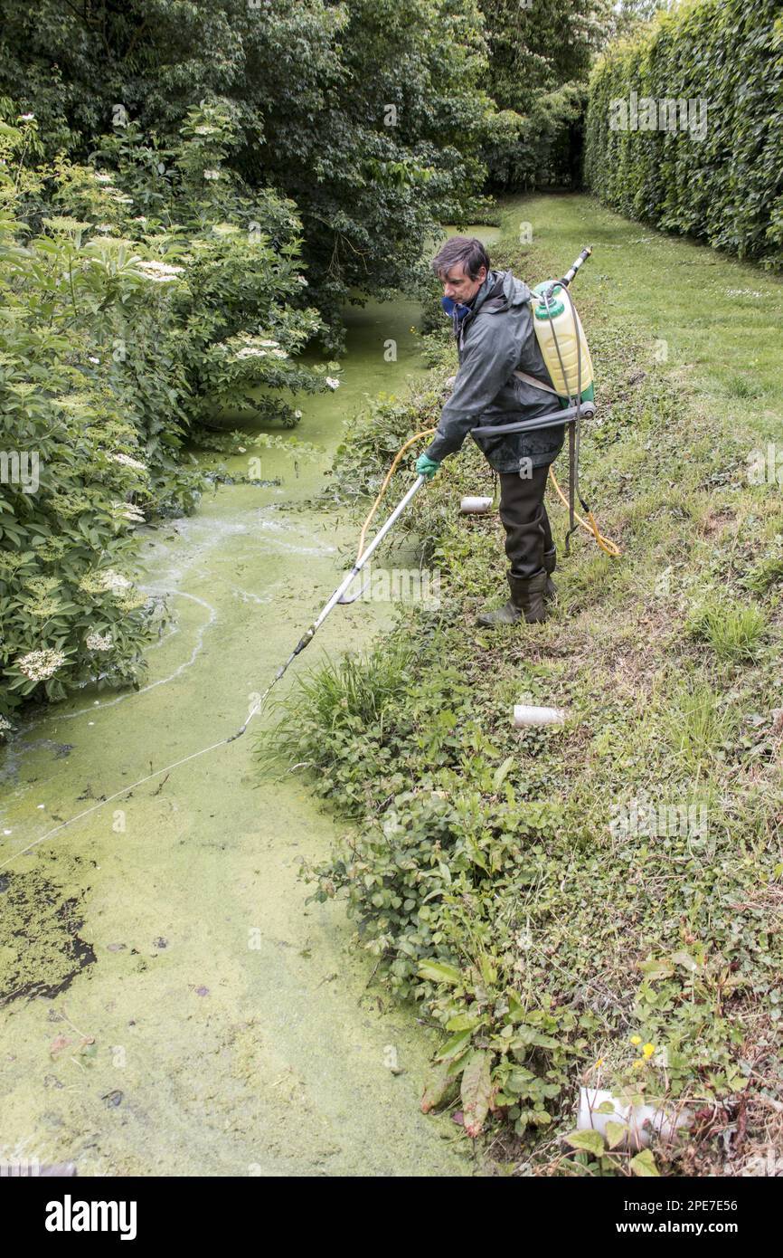 Sprühen mit chemischem Unkrautvernichter zur Beseitigung von Entenkraut, einer sich schnell ausbreitenden Wasserpflanze, die Teiche von Sauerstoff beraubt Stockfoto