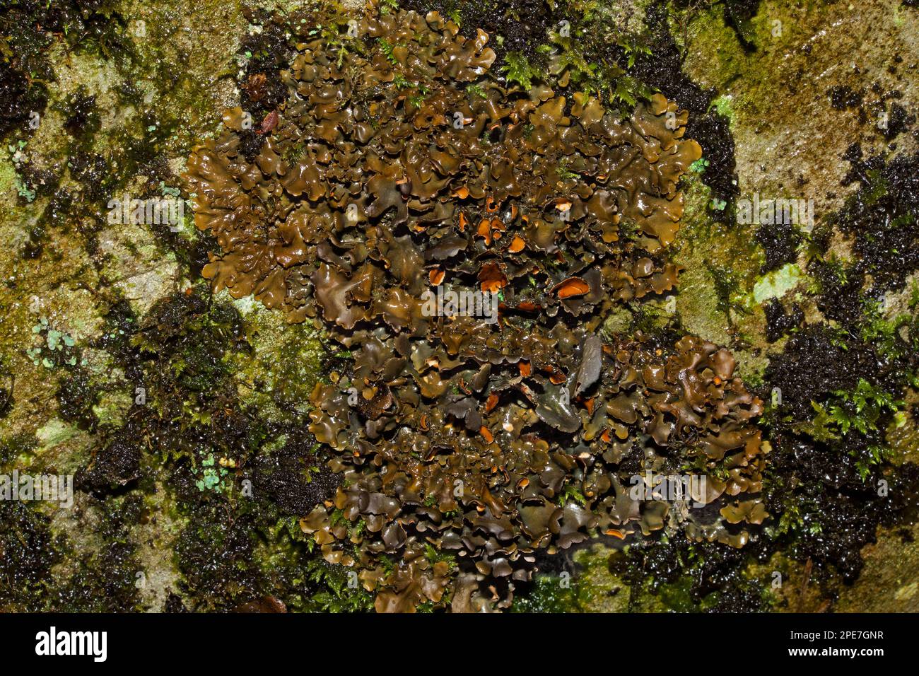 Das Lichen Nephroma laevigatum tritt in den alten Wäldern des Ozeans auf und gilt als Indikator für „alte Wälder“. Es verfügt über eine globale Verteilung, Stockfoto