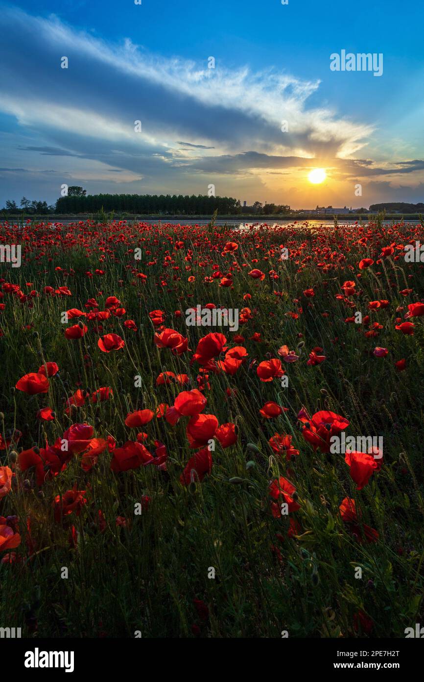 Tramonto con i Papaveri Borgolavezzaro Piemonte Stockfoto