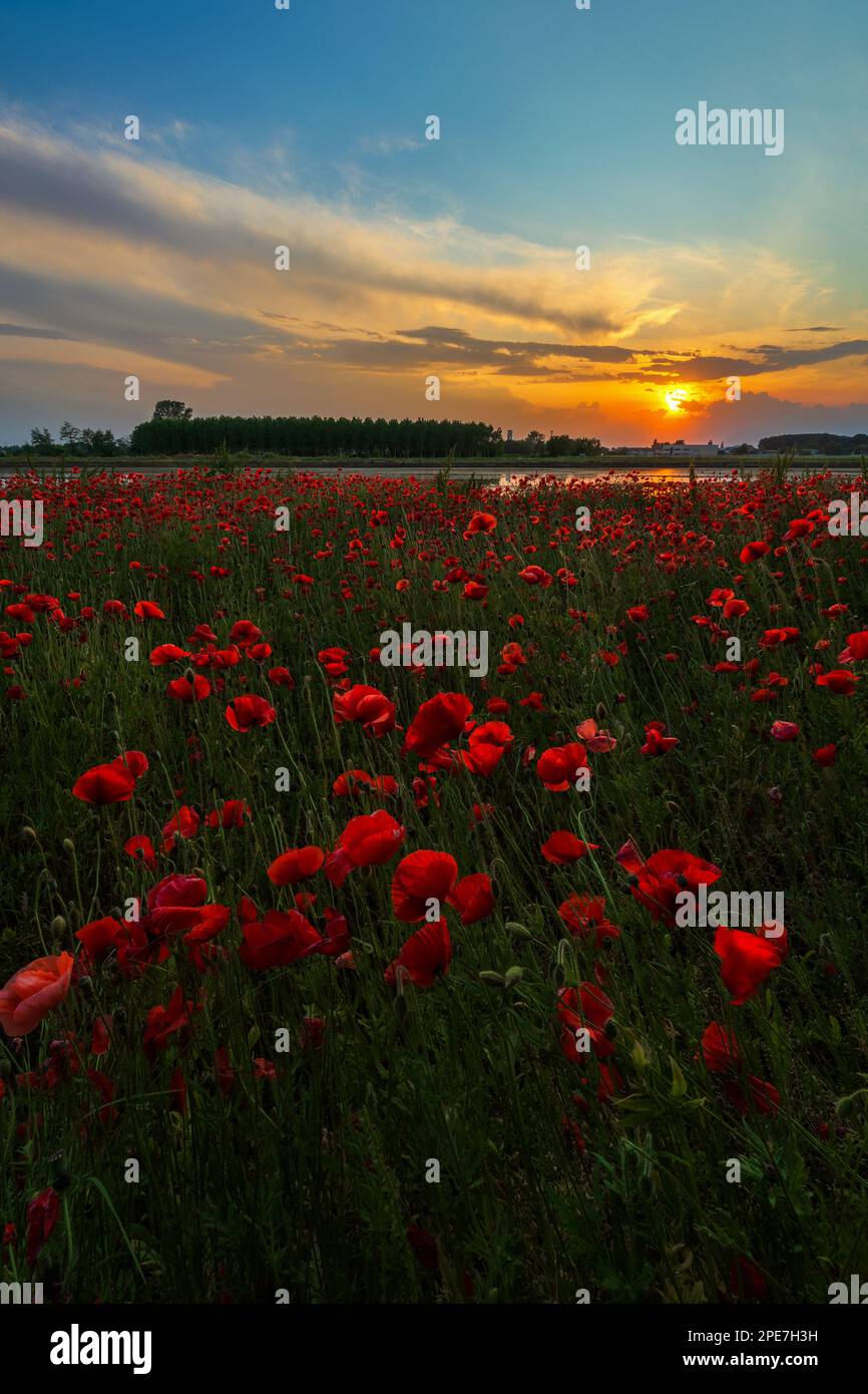 Tramonto con i Papaveri Borgolavezzaro Piemonte Stockfoto