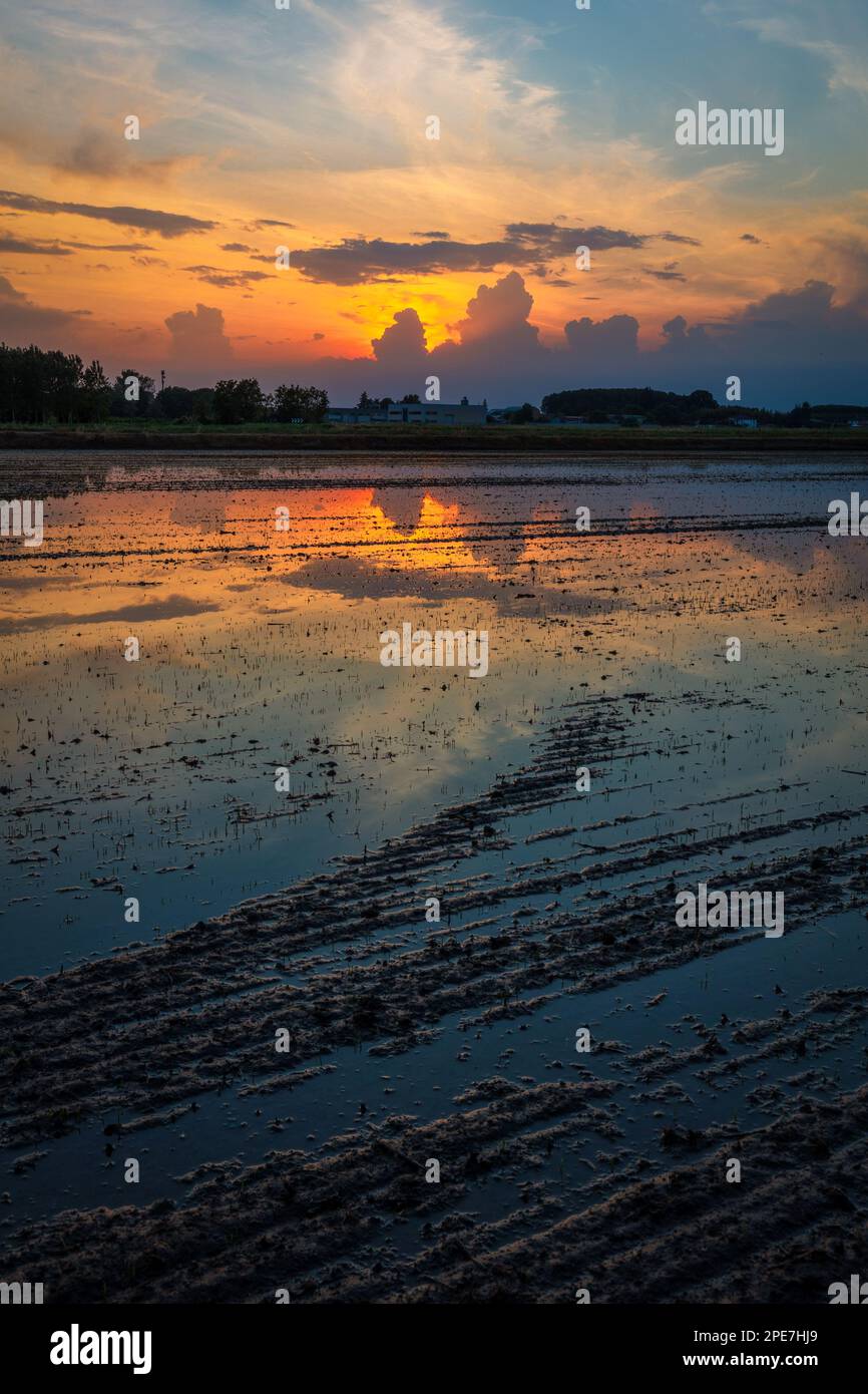 Tramonto nei campi di Borgolavezzaro in Piemont Stockfoto