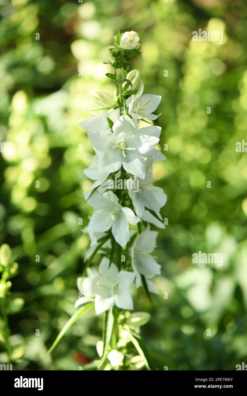 Riesen Glockenblume Alba | RIESEN+GLOCKENBLUME : Définition de RIESEN ...