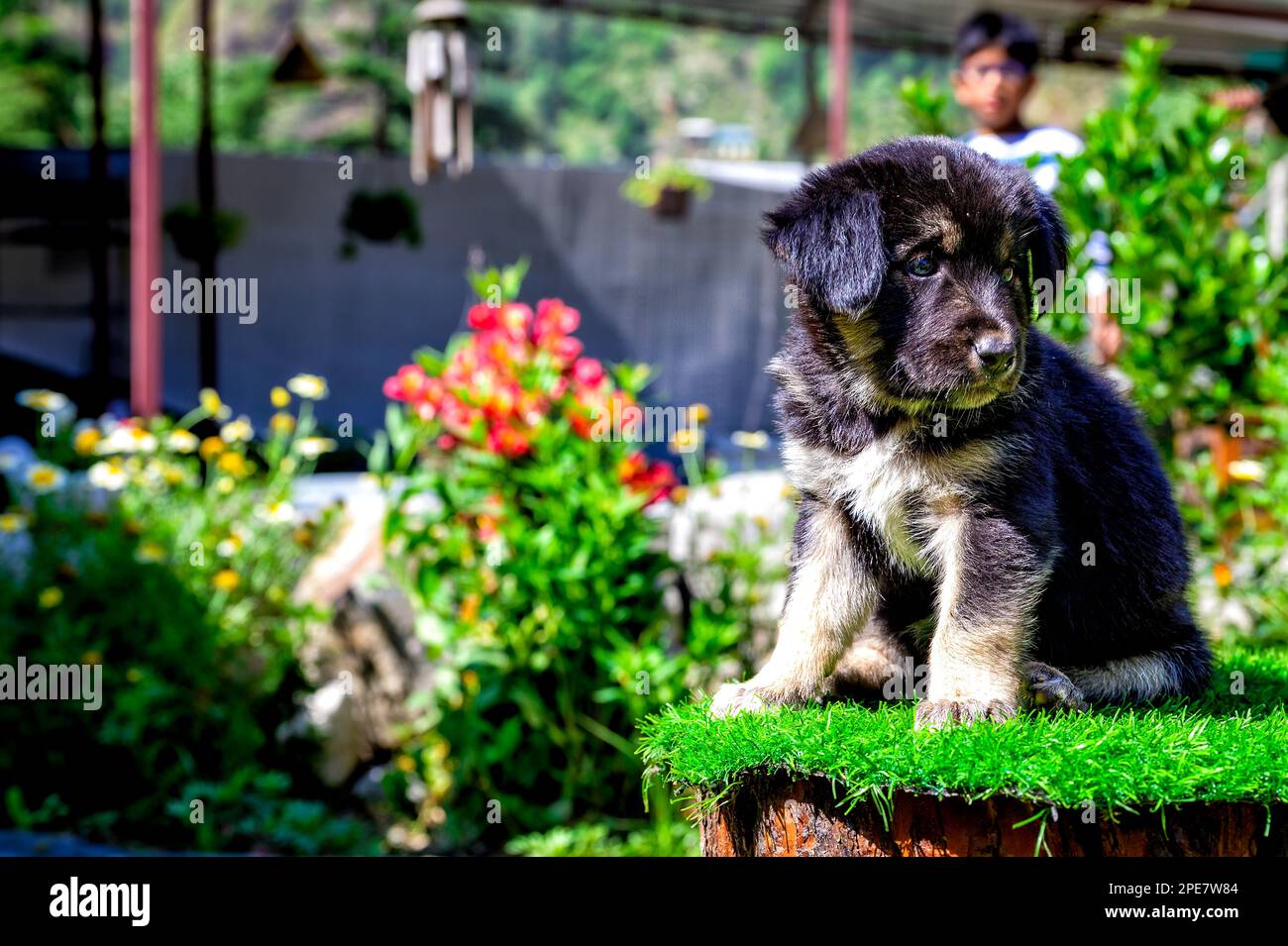 Das Hündchen sonnt sich in der warmen Morgensonne in den Gone Fishing Cottages im Tirthan Valley Stockfoto
