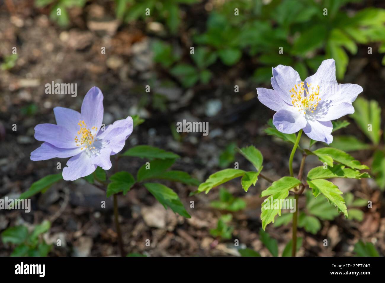 Holzanemone (Anemone nemorosa) in der Blüte Stockfoto