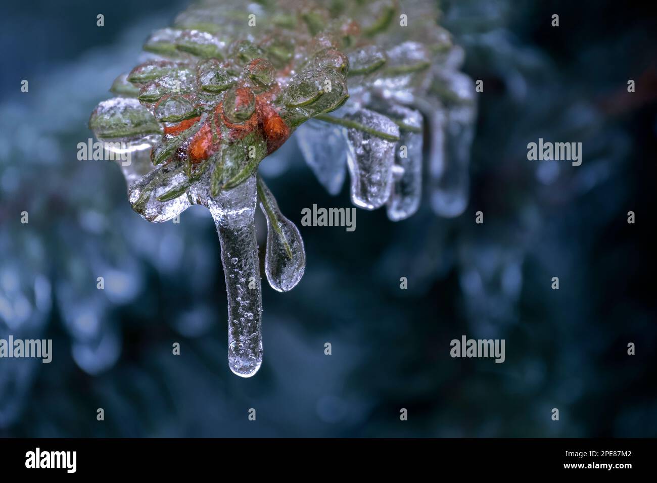 Eis auf der norwegischen Spruce (Picea abies) nach einem Eissturm im Mittleren Westen der USA Stockfoto