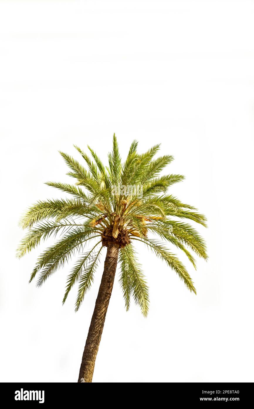 Eine Palme, isoliert auf weißem Hintergrund Stockfoto