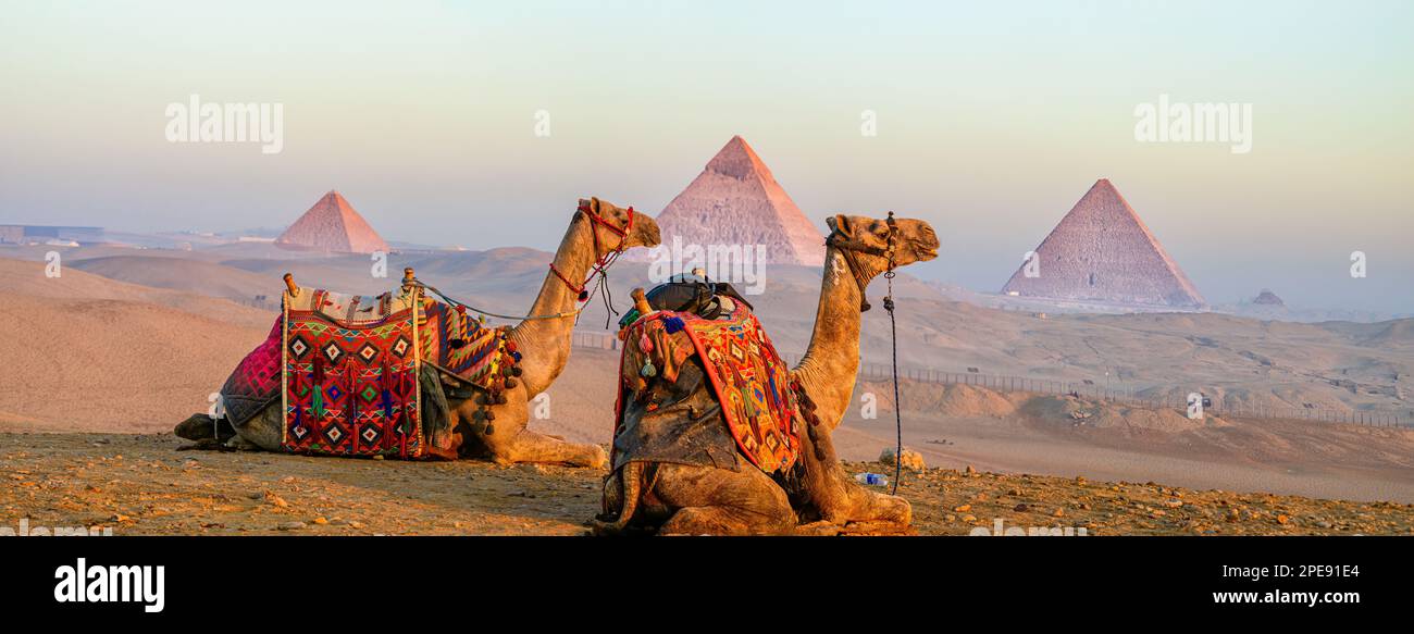Kamele warten geduldig auf dem Gizeh-Plateau, während die Sonne über den Pyramiden in Gizeh aufgeht Stockfoto