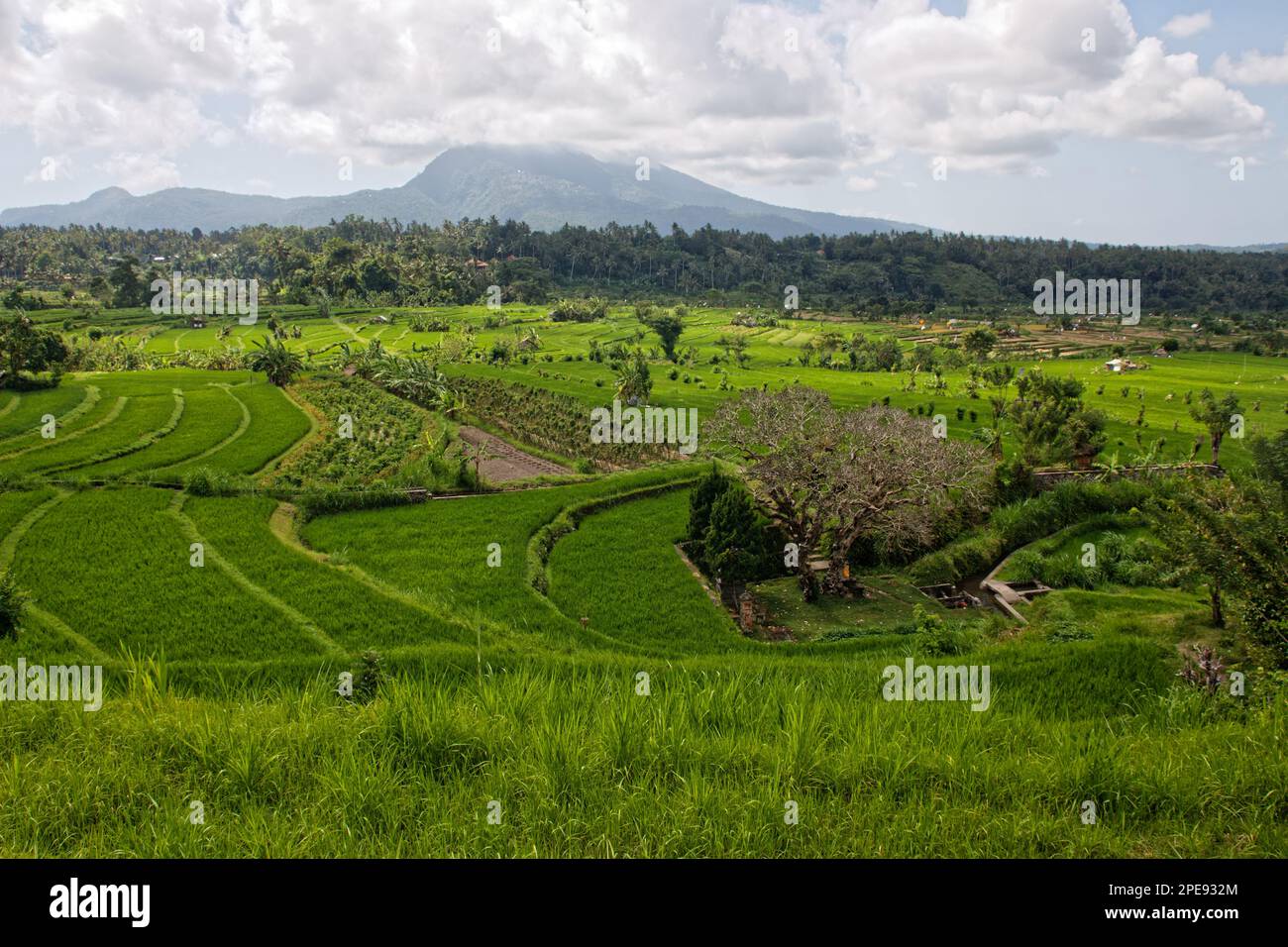 Reisfelder am Fuße eines Berges in Bali, Indonesien Stockfoto
