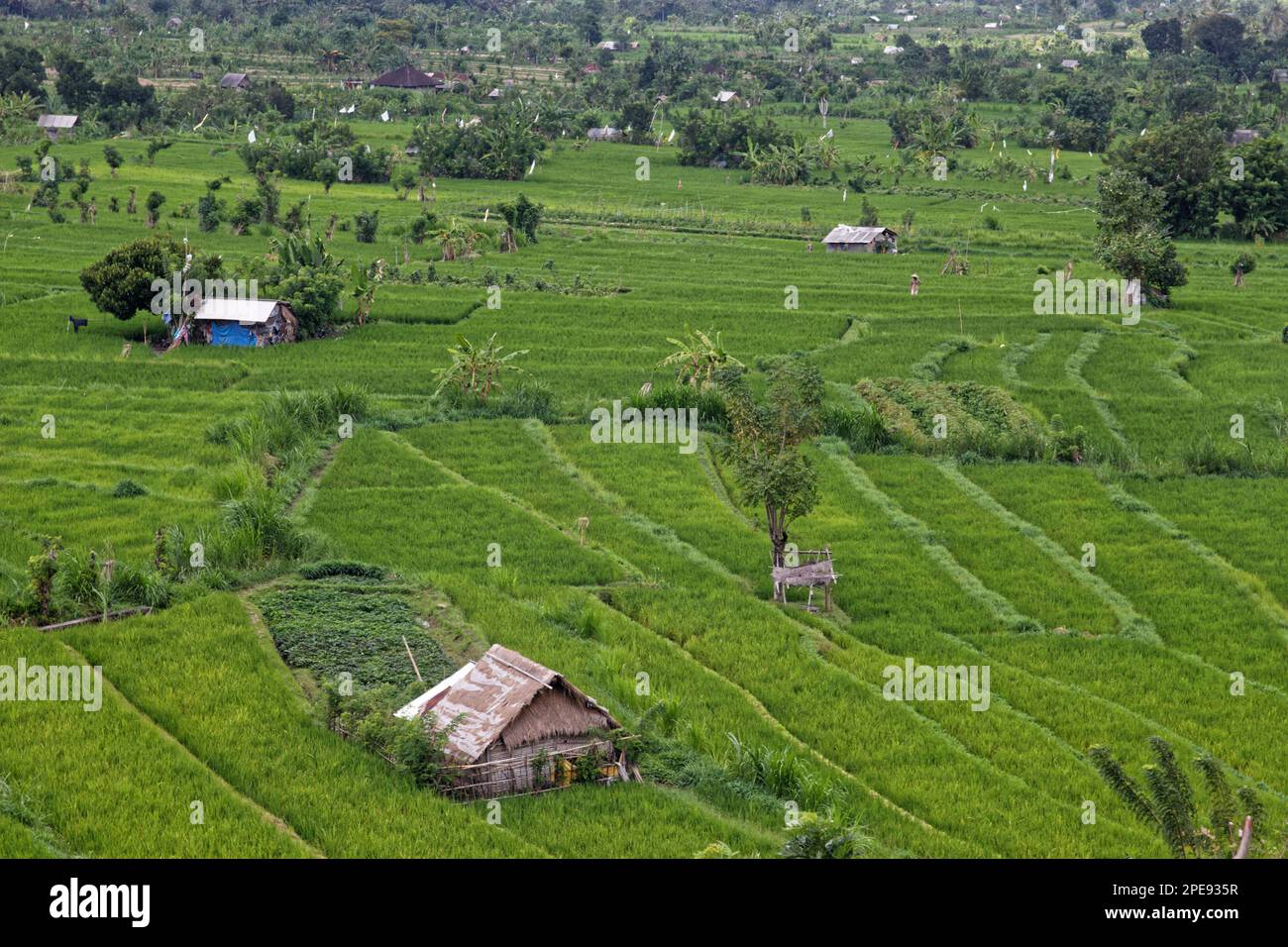 Leute, die auf Reisfeldern in Bali, Indonesien, arbeiten Stockfoto