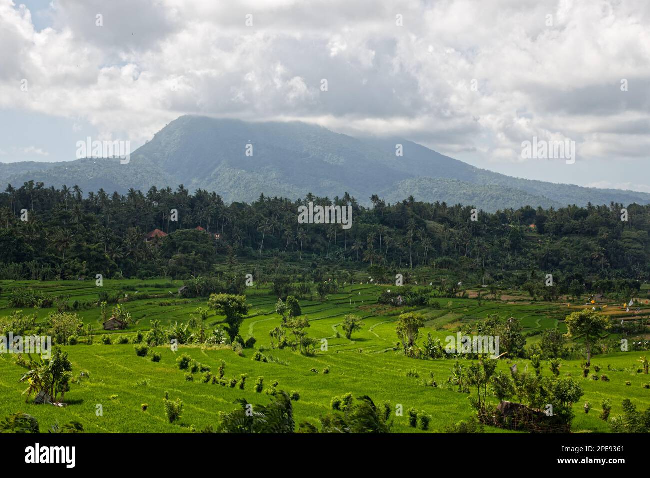 Reisfelder am Fuße eines Berges in Bali, Indonesien Stockfoto