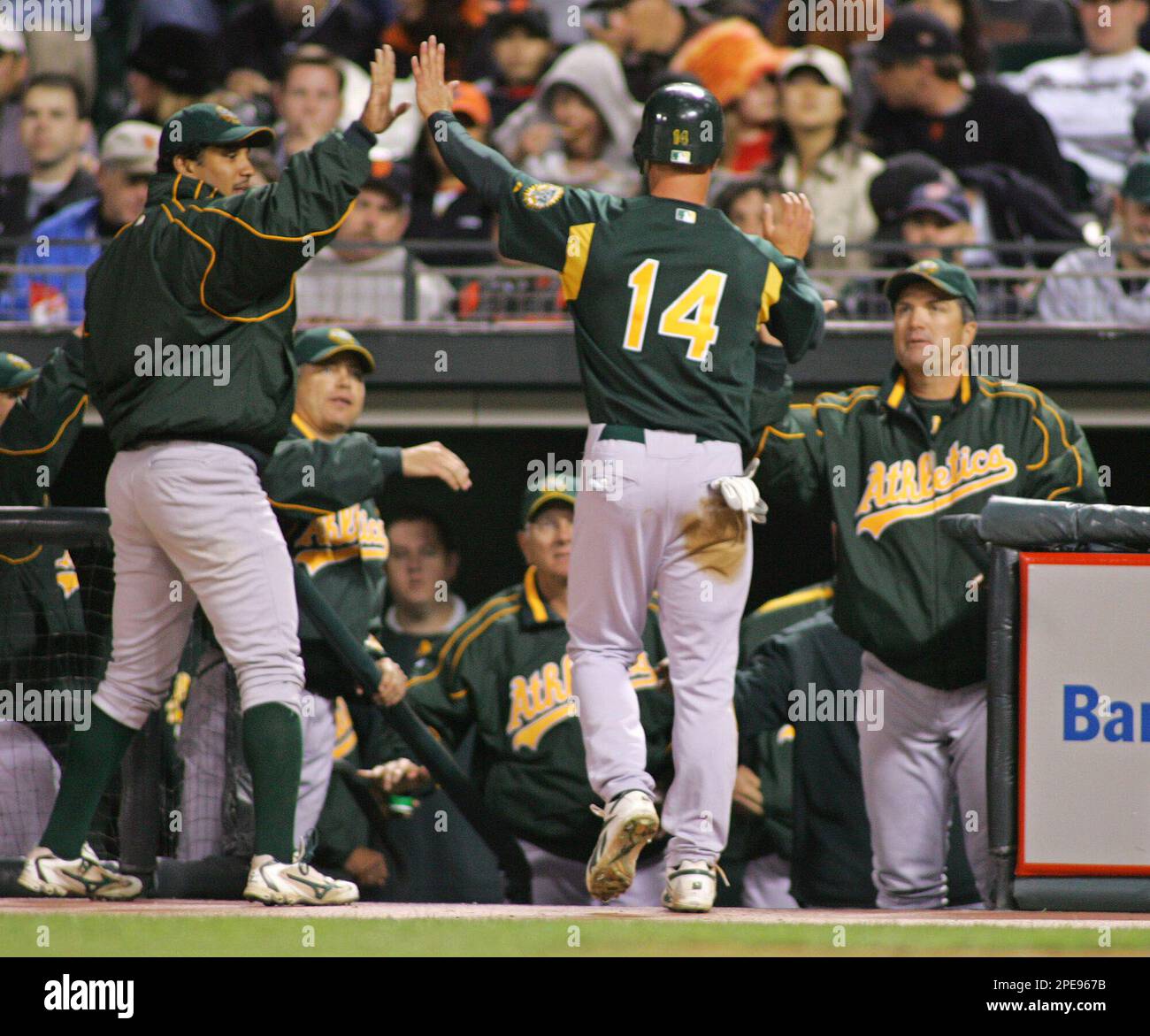 Oakland Athletics' Mark Ellis, center, is greeted by pitcher Octavio Dotel, left, and coach Bob Geren, right, after scoring the A's first run against the San Francisco Giants in the second inning of their exhibition game in San Francisco, Friday April 1, 2005. Ellis scored from second after the Athletics' Kirk Saarloos singled.(AP Photo/Eric Risberg) Stockfoto