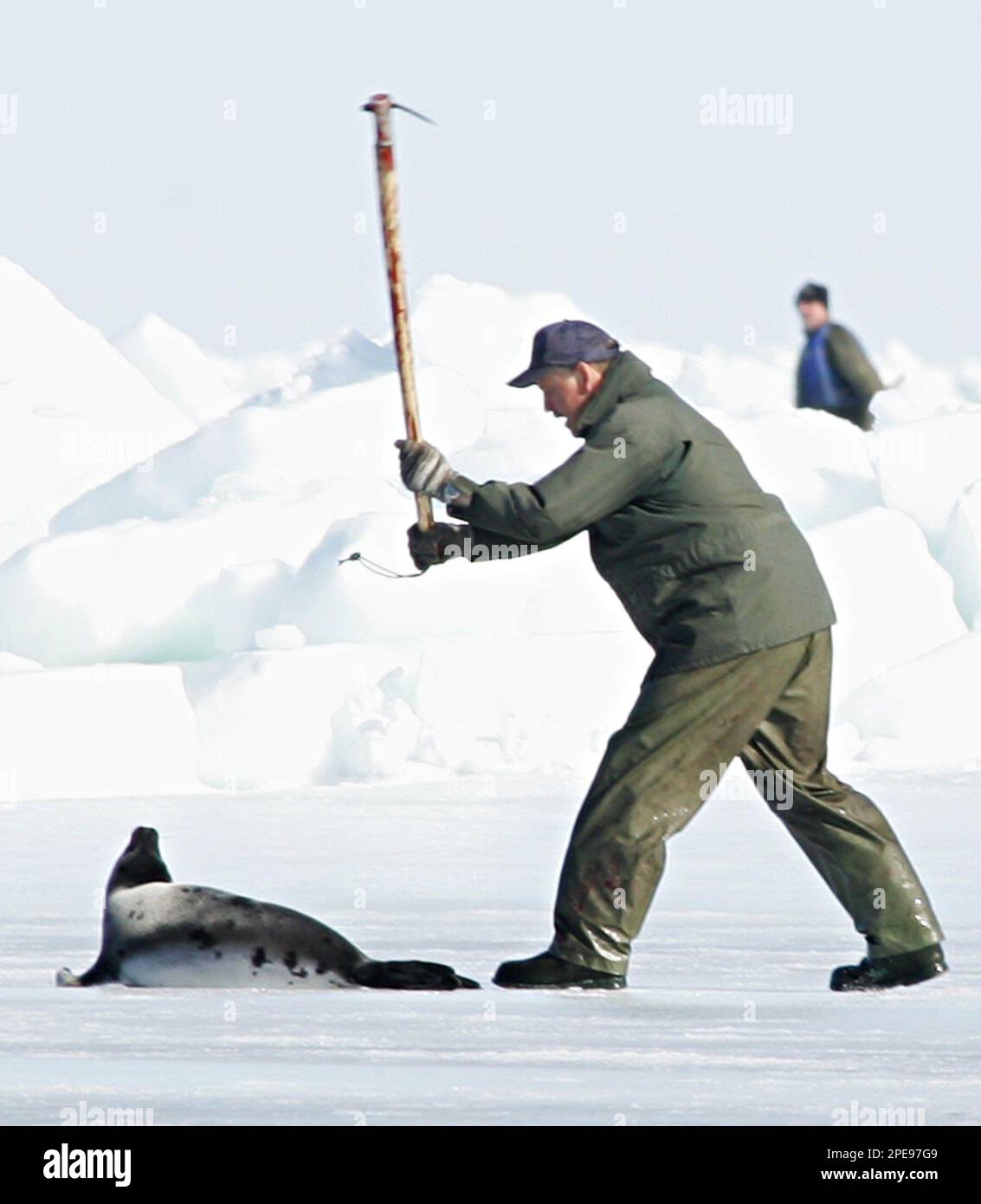 Seal hunters club harp seals on an ice floe in the Gulf of St. Lawrence
