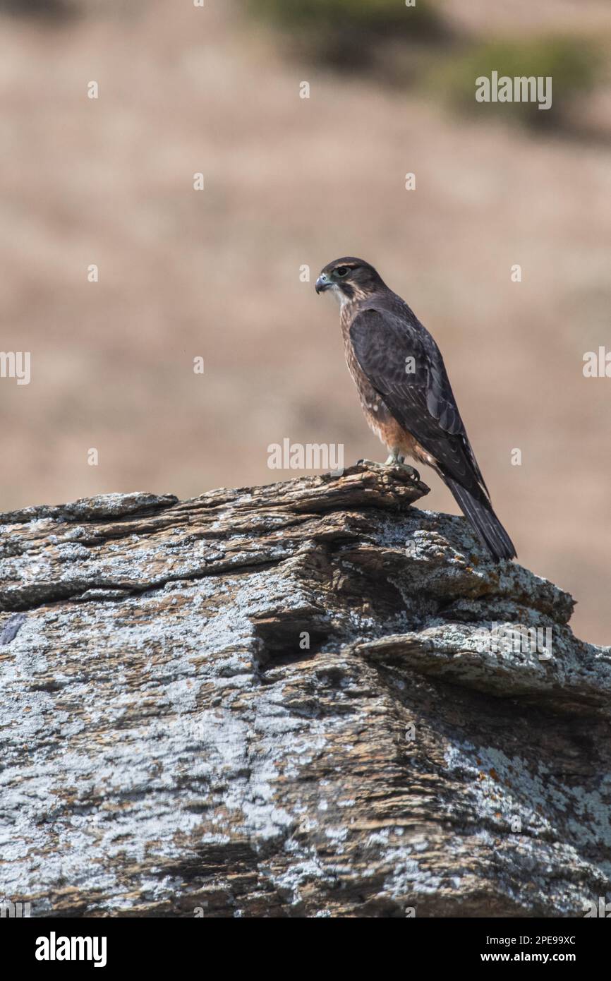 Neuseeländischer Falke, Falco novaeseelandiae, ein in Aotearoa Neuseeland endemischer Raubvogel. Stockfoto