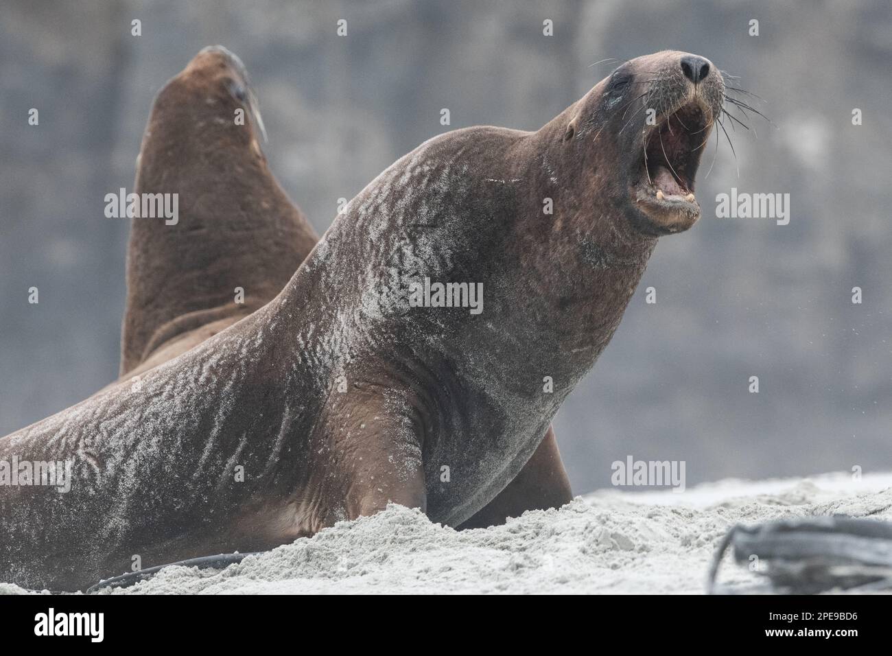 Neuseeländischer Seelöwe (Phocarctos hookeri) schreit am Strand, dem am stärksten gefährdeten Seelöwen. Stockfoto