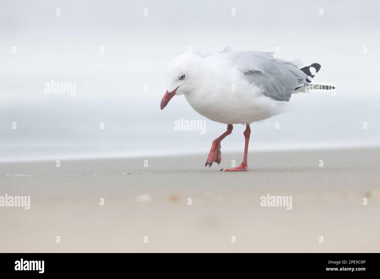 Rotschnabelmöwe (Chroicocephalus novaehollandiae scopulinus) eine endemische Unterart der Silbermöwe aus Aotearoa Neuseeland. Stockfoto