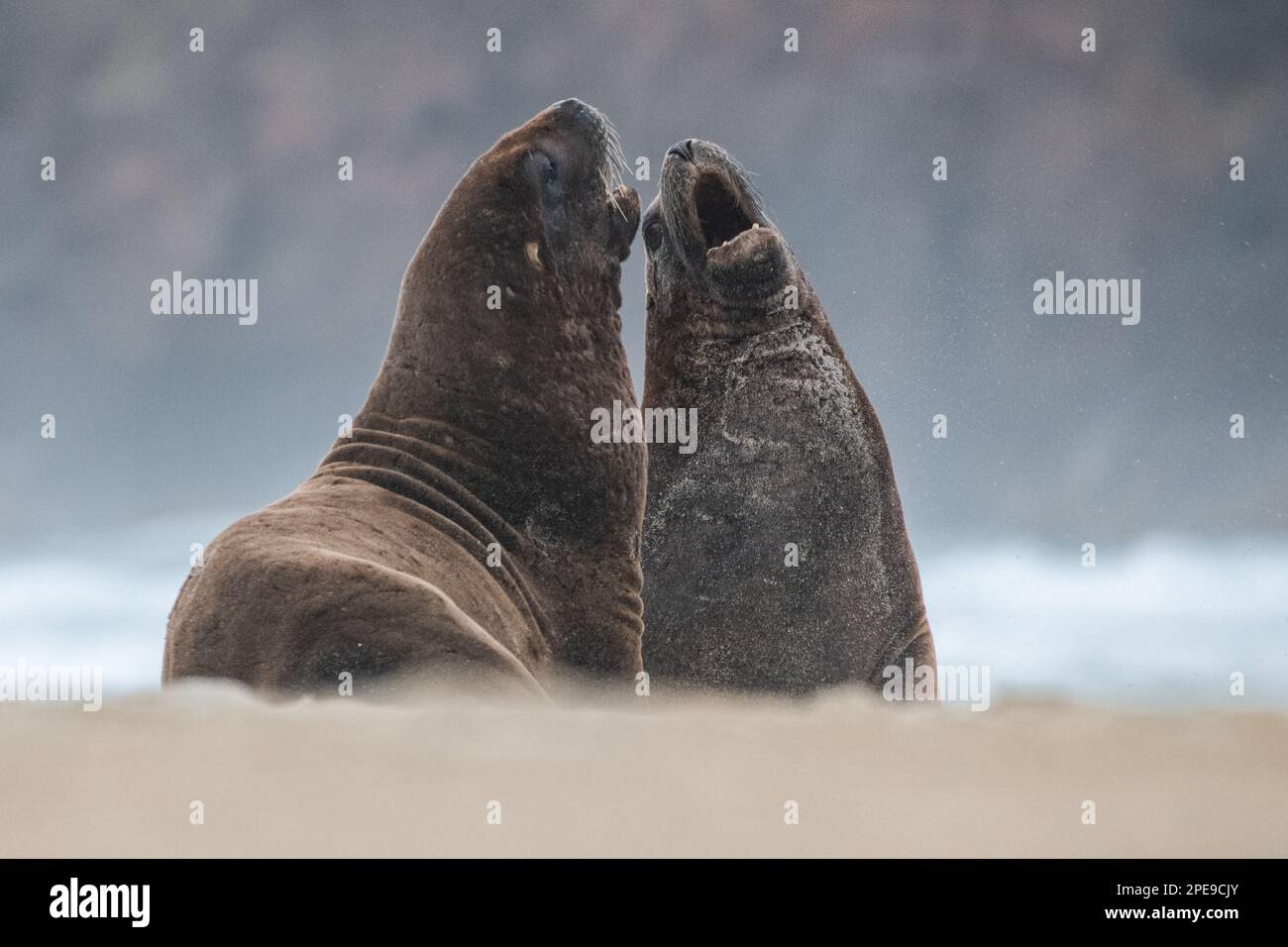 Neuseeländische Seelöwen (Phocarctos hookeri), ein Paar Männer, die kämpfen - die am stärksten gefährdeten Seelöwenarten, die in Aotearoa zu finden sind. Stockfoto