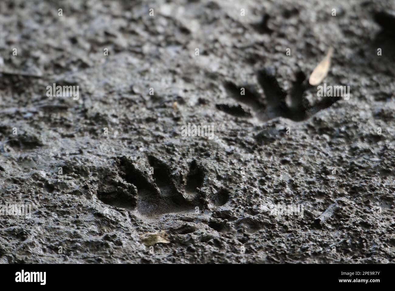 Zwei Waschbärspuren im Schlamm. Stockfoto