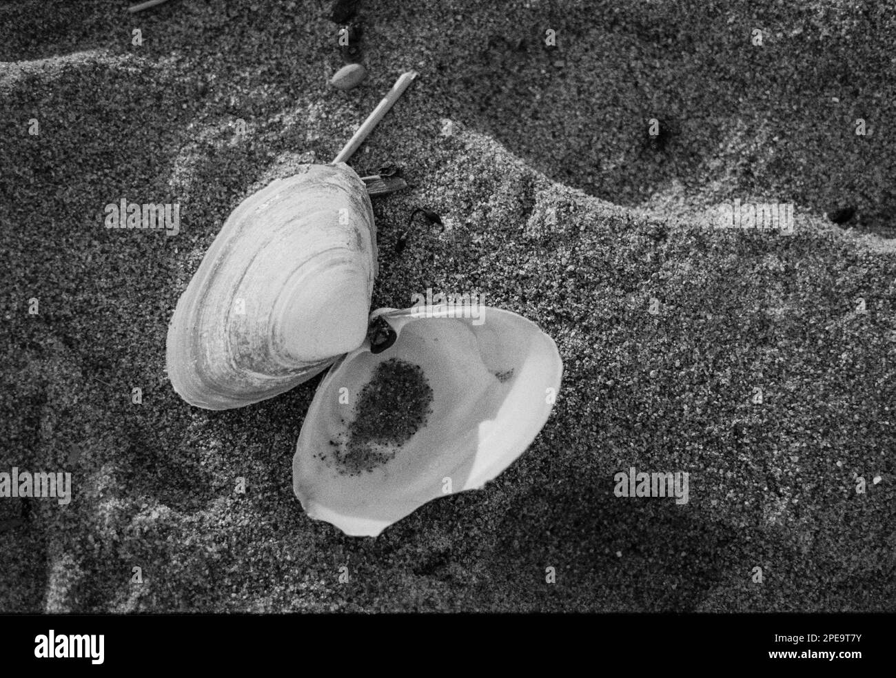 Eine Muschel ist auf der einen Seite verkehrt herum offen, die andere mit Sandkörnern, die im Schatten am Salisbury Beach, Massachusetts, liegen. Die Stockfoto