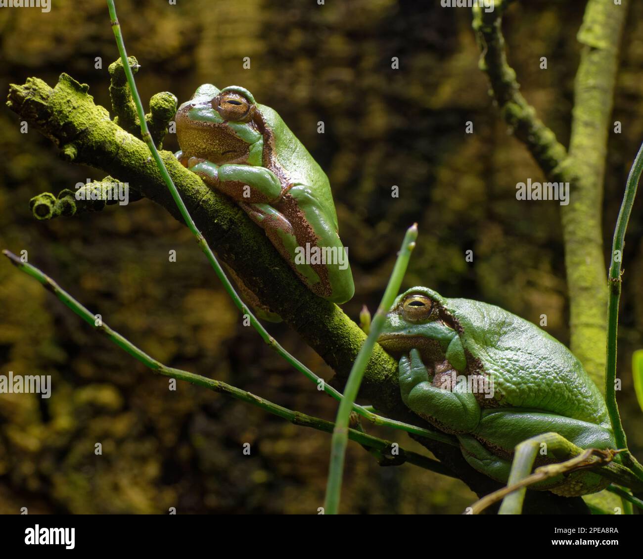 Europäische Baumfrösche - Hyla arborea zwei Frösche am Stiel Stockfoto