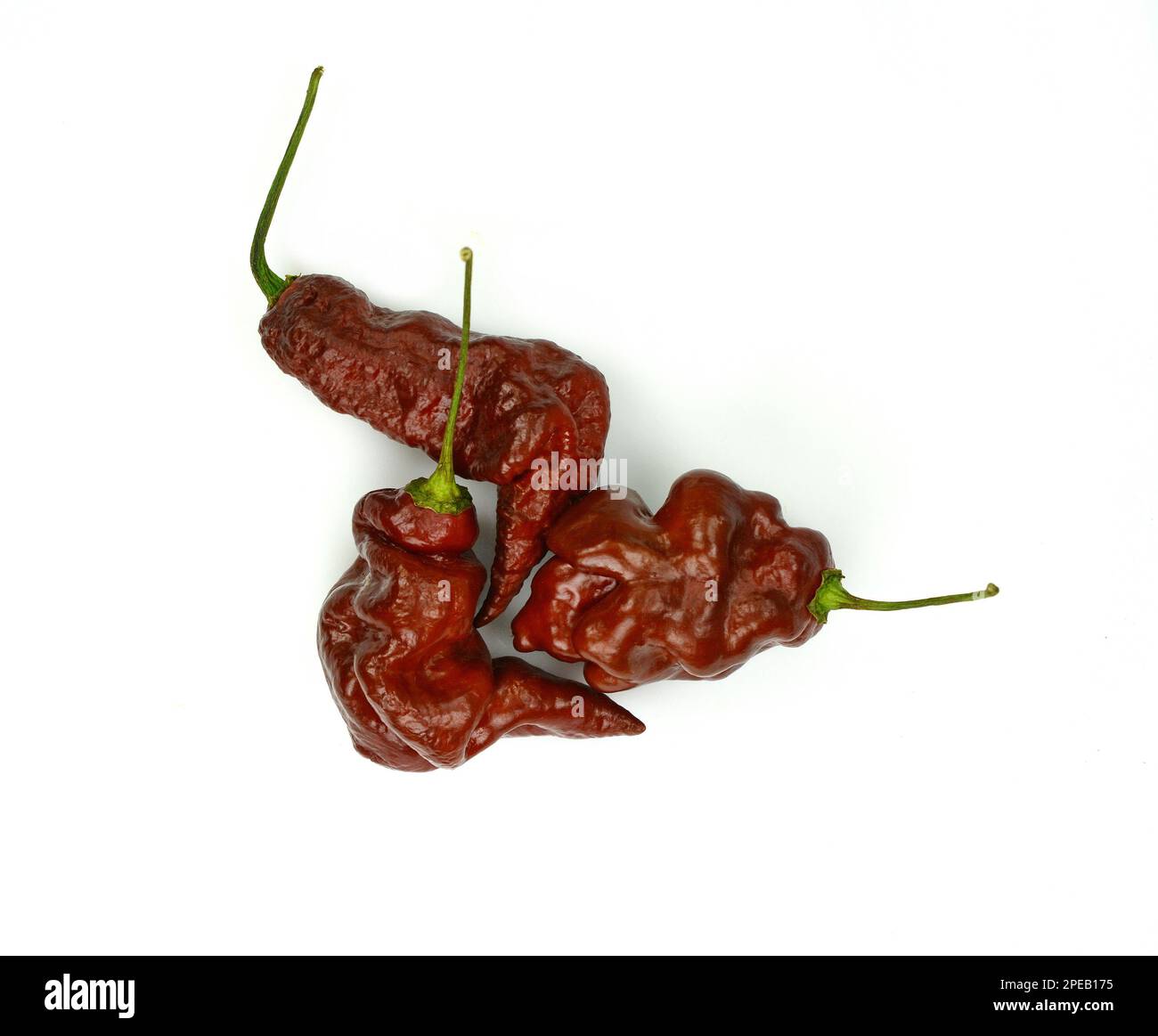 Carolina Reaper, der heißeste chilli Capsicum chinense, ganze reife Hülse, isoliert auf weißem Hintergrund. Superscharfer oder extrem scharfer chilischote Stockfoto