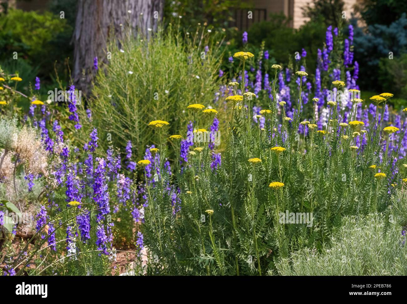 Ein Garten in Xeriscape, gefüllt mit blühenden Goldenen Pfeil- und Purple Larkspur-Pflanzen verschiedener Größen. Stockfoto