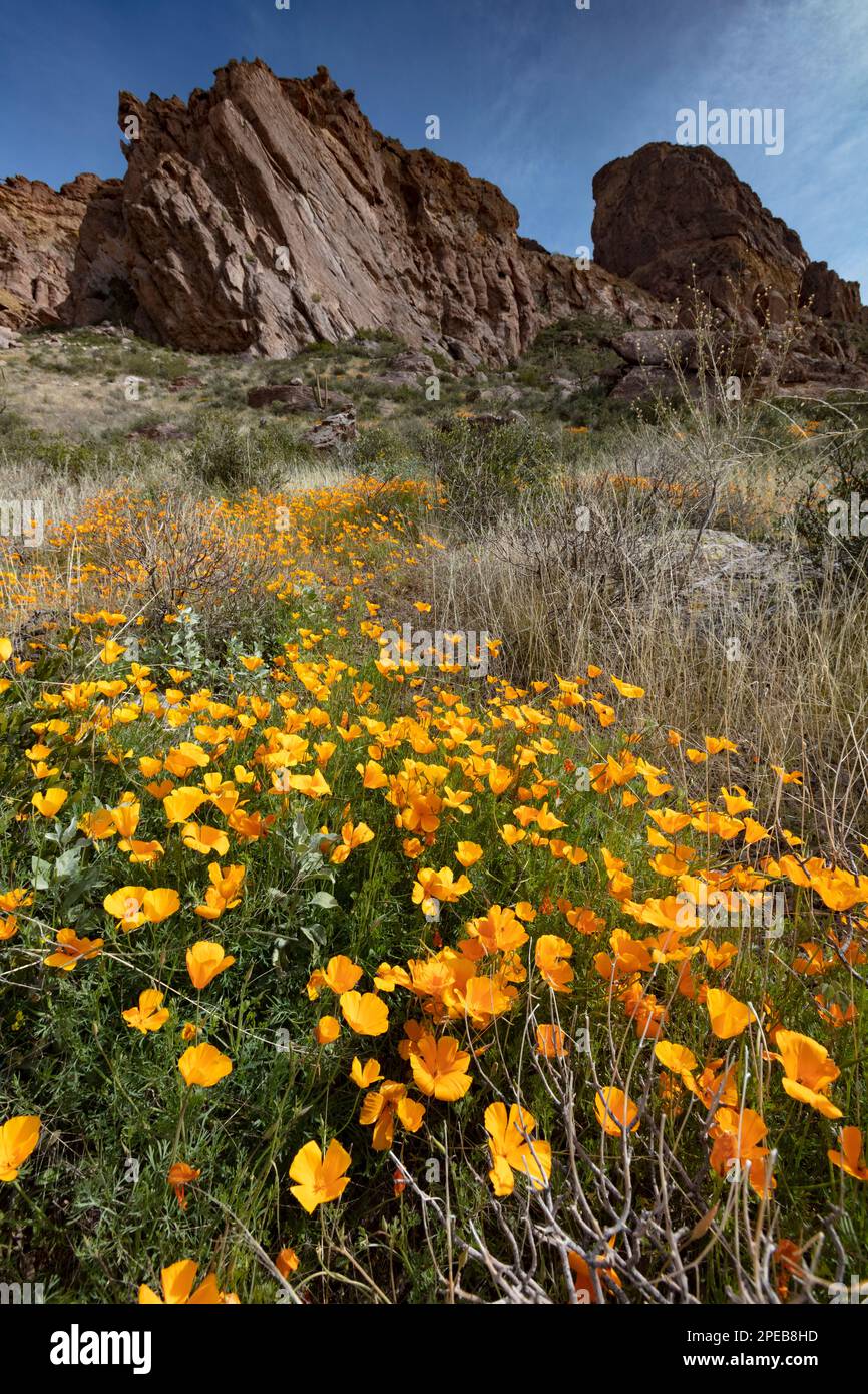 Mexikanischer Mohn, Eschscholzia californica, Organ Pipe Cactus National Monument, Arizona Stockfoto