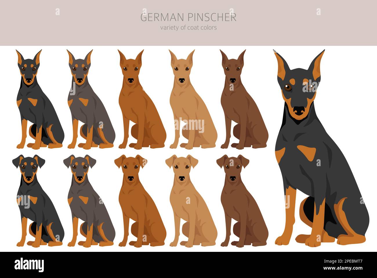 Deutscher Pinscher Clipart. Verschiedene Posen, Fellfarben eingestellt. Vektorgrafik Stock Vektor