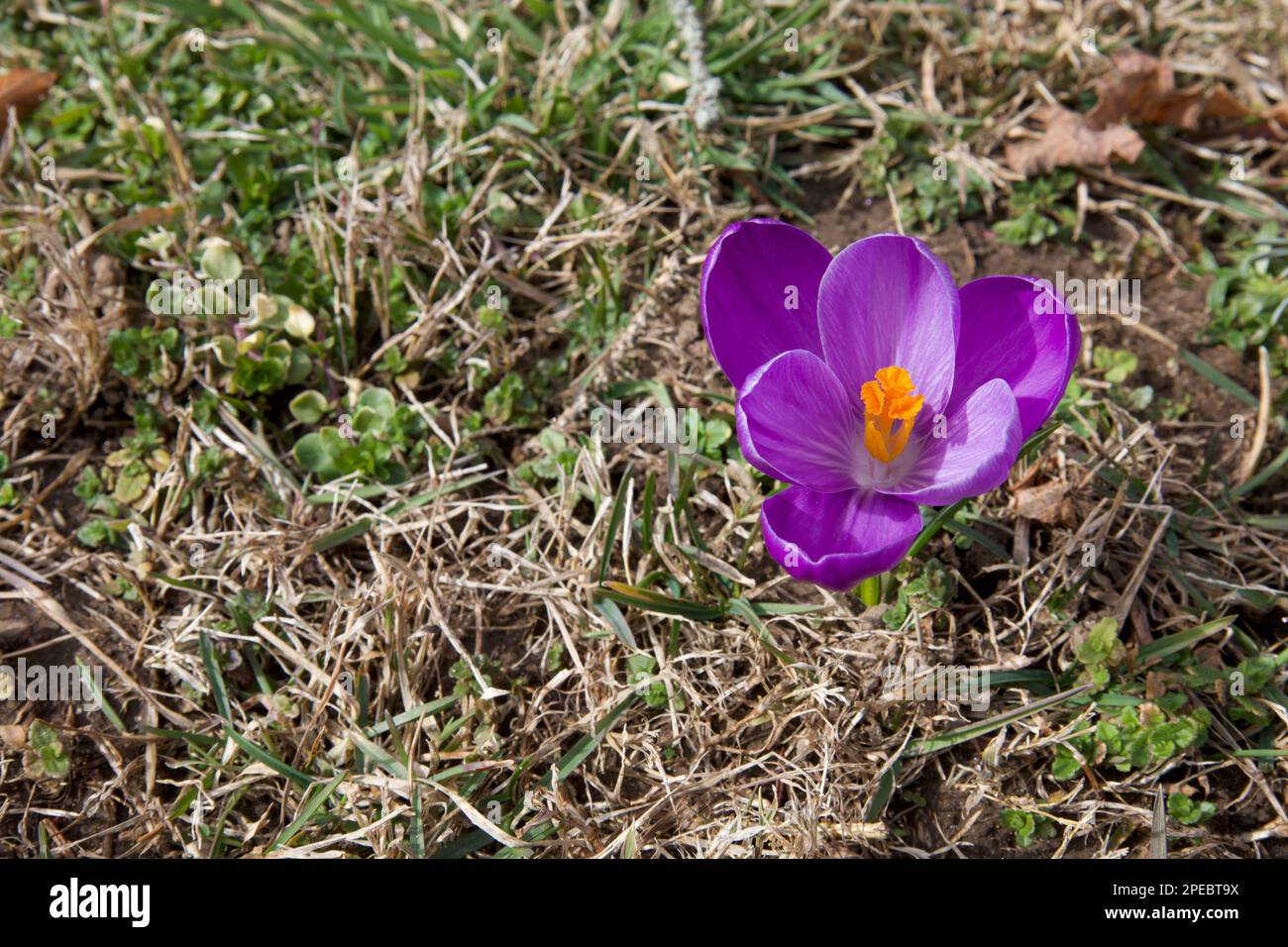 Lila Krokus, der aus dem Wintergras sticht. Frühlingszeichen nähert sich. Einzelne Blume auf der rechten Seite des Fotos. Stockfoto