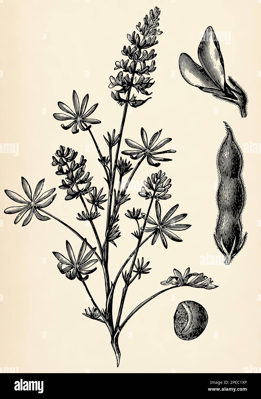 Stängel, Blumen und Früchte von Lupinus luteus. Antike stilisierte Illustration. Stockfoto