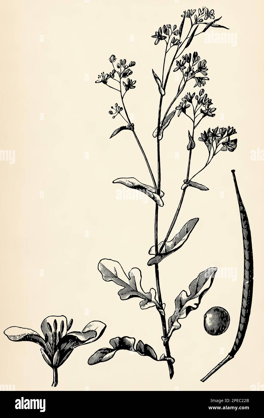 Stängel, Blumen und Früchte der Brassica rapa. Antike stilisierte Illustration. Stockfoto