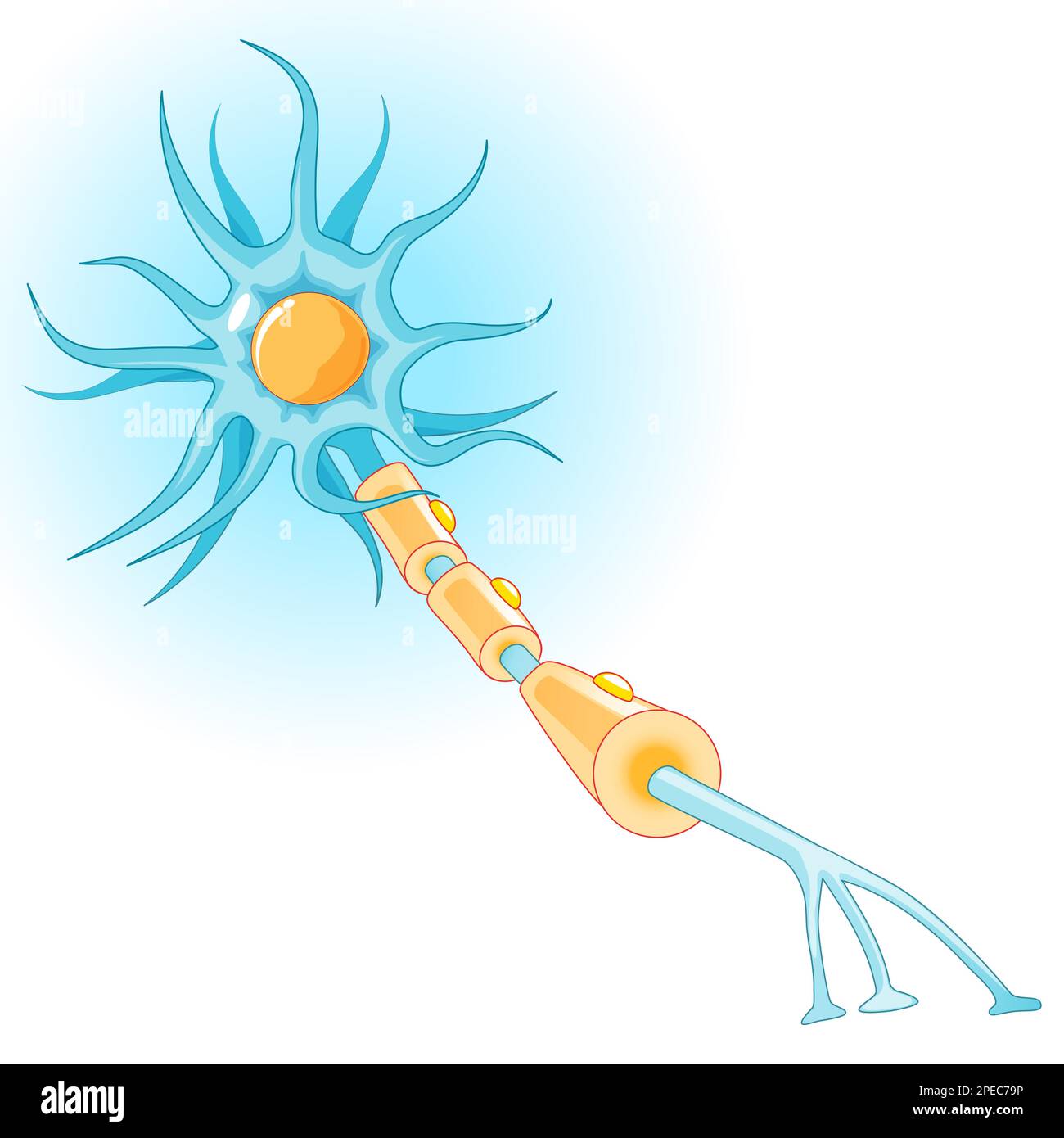 Anatomie eines typischen neurons. Struktur der Nervenzelle: axon, Synapse, Dendrite, Myelinscheide, Ranvier-Knoten und Schwann-Zelle. Vektordiagramm Stock Vektor