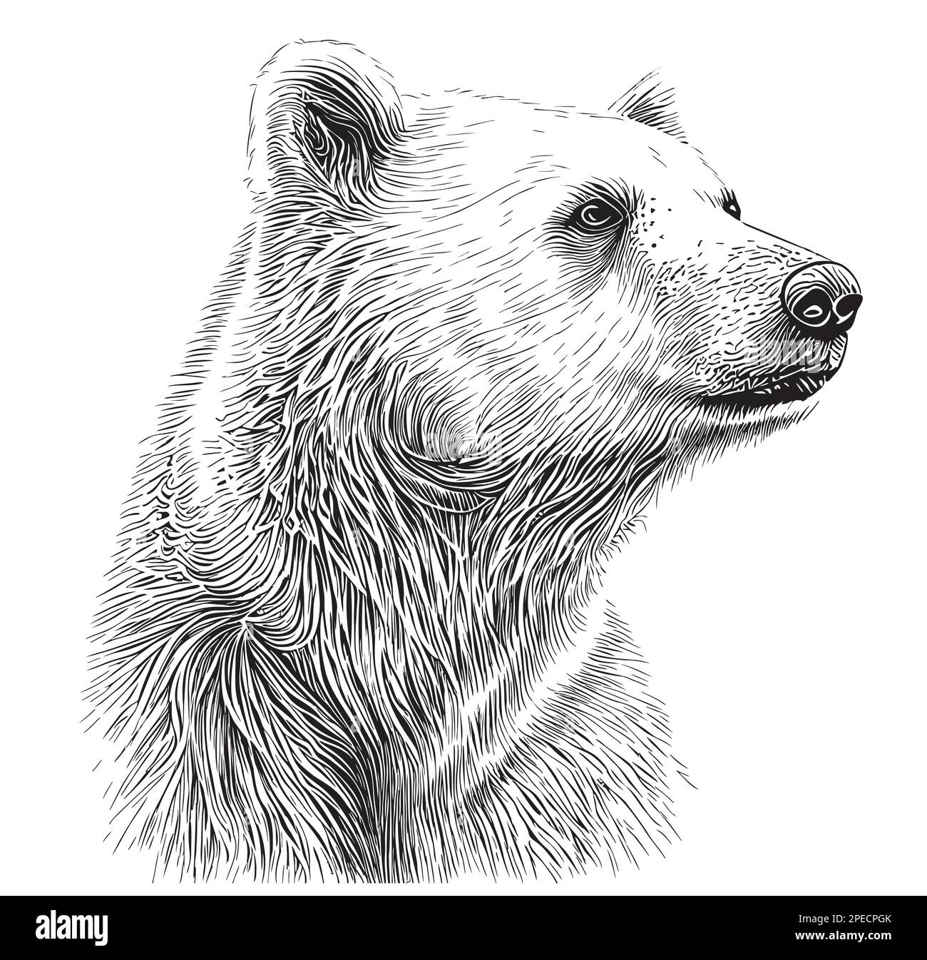 Eisbär Porträt handgezeichnete Zeichnung zeigt wilde Tiere Stock Vektor