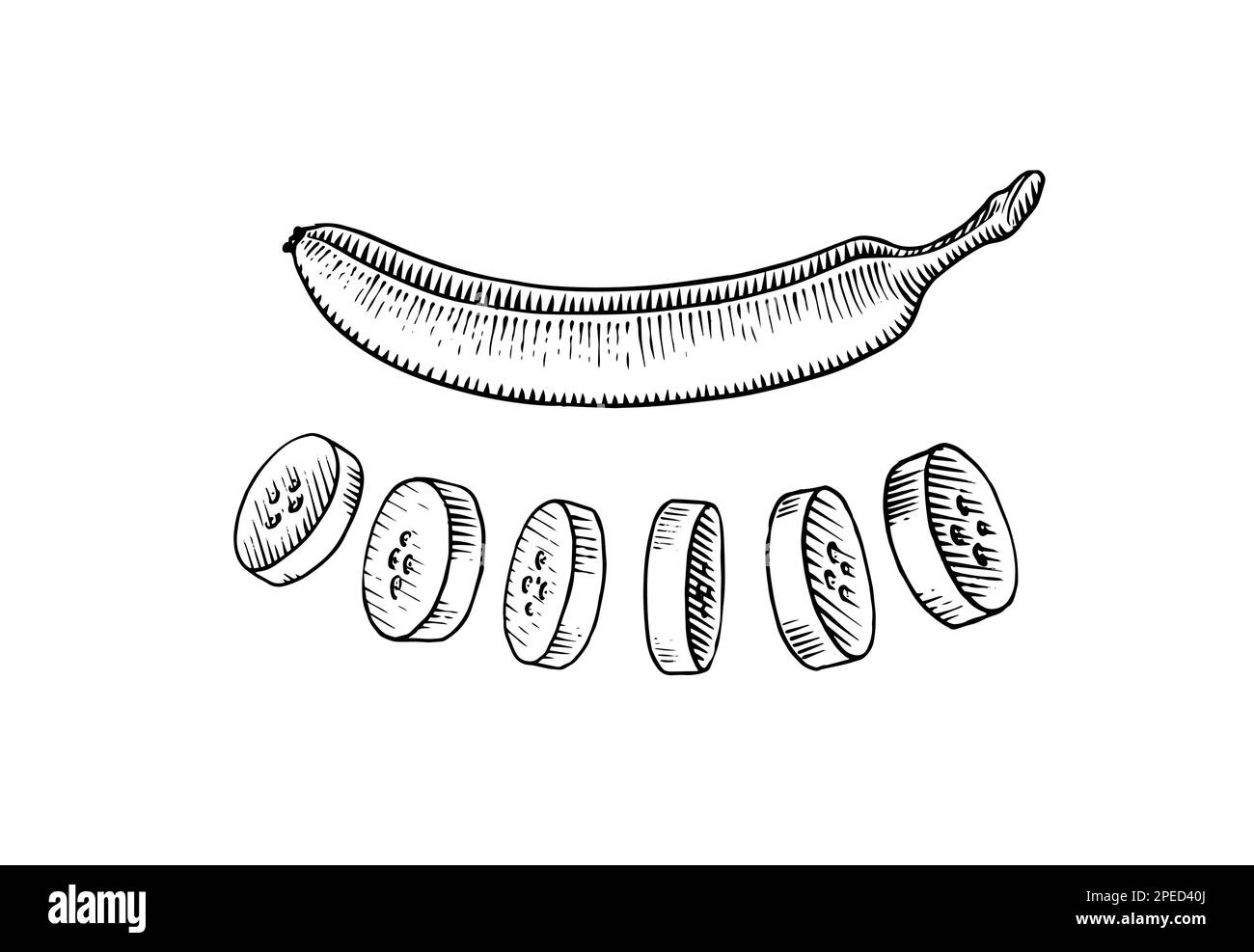 Bananenscheiben. Tropische Früchte. Handgemalt mit Tinte im Vintage-Stil. Lineares Grafikdesign. Detaillierte vegetarische Speisen. Vektordarstellung für Beschriftung Stock Vektor